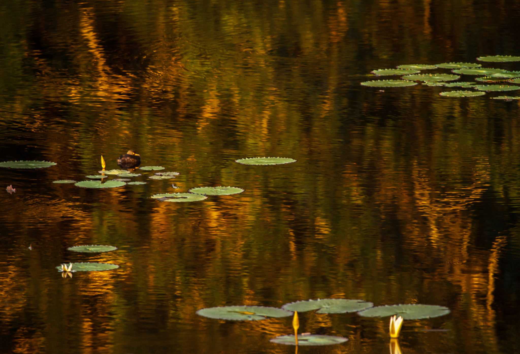 Nikon D4S + Nikon AF-S Nikkor 300mm F4D ED-IF sample photo. Sunset painting photography