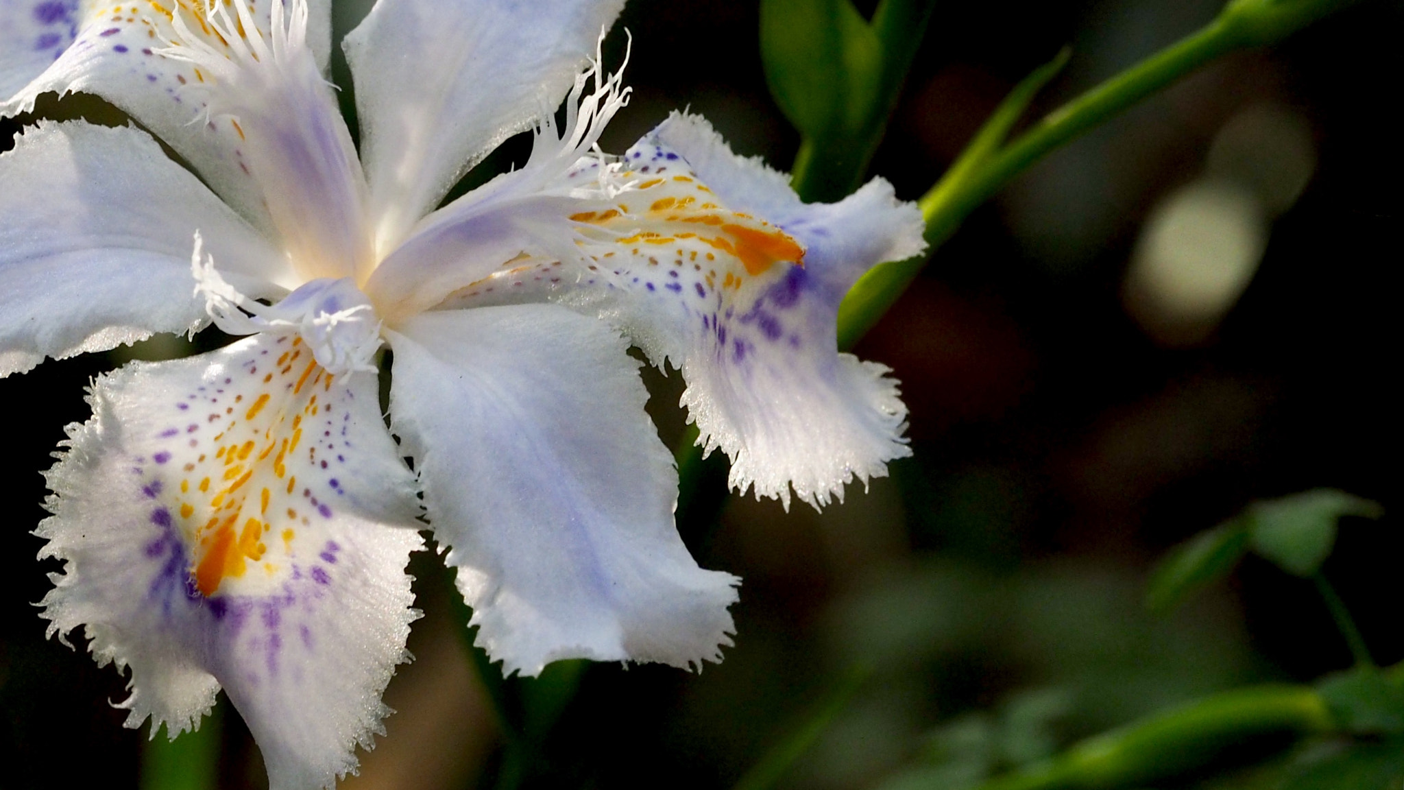 Olympus PEN E-PL7 sample photo. Fringed iris photography