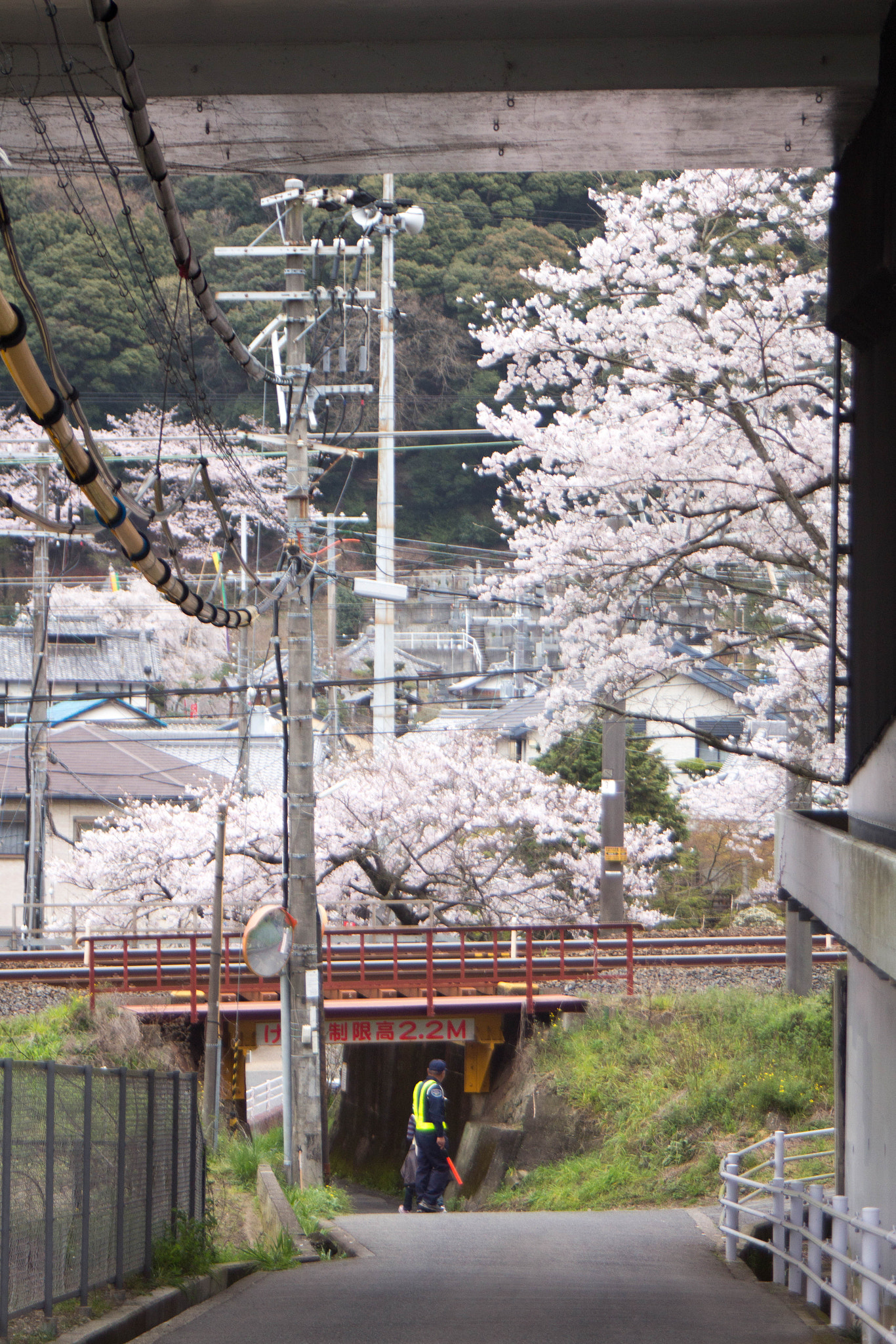 Canon EF 28-80mm f/3.5-5.6 USM sample photo. Having to work for hanami photography