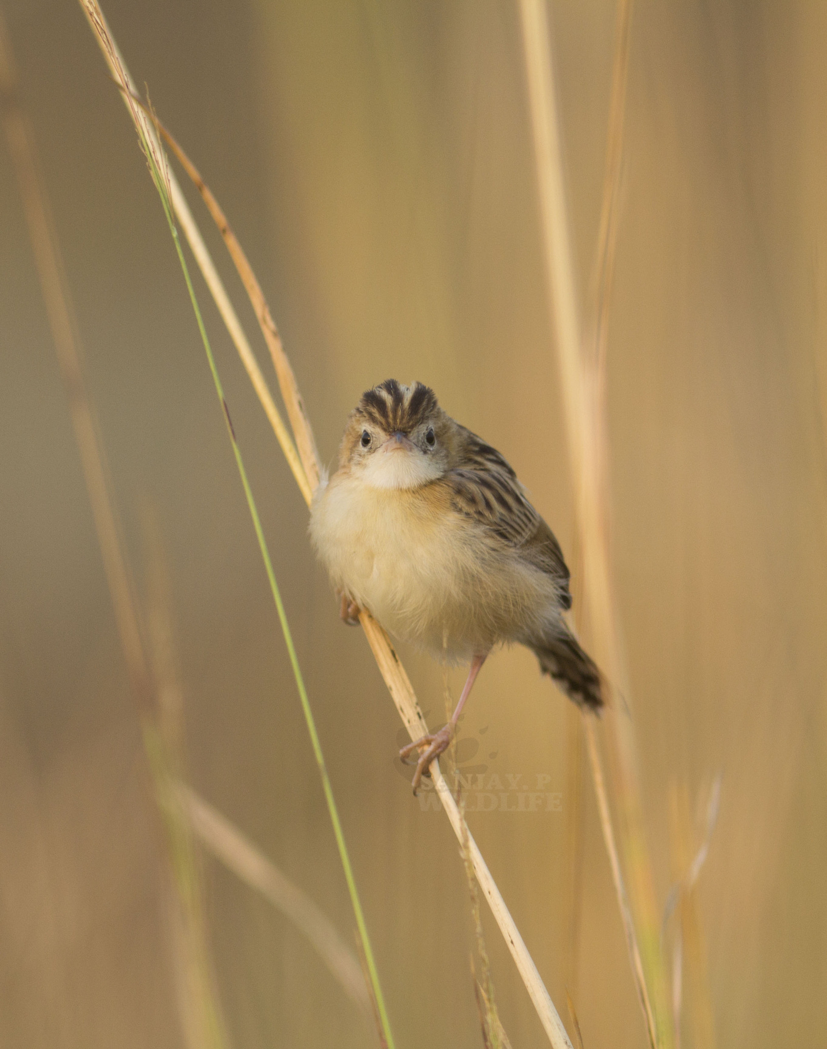 Canon EOS 60D + Canon EF 300mm F4L IS USM sample photo. Zitting cisticola photography