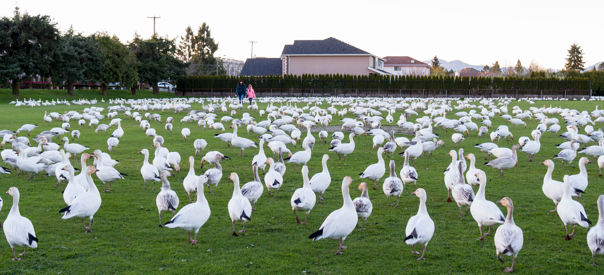 Leica X-E (TYP 102) sample photo. Canadian geese photography