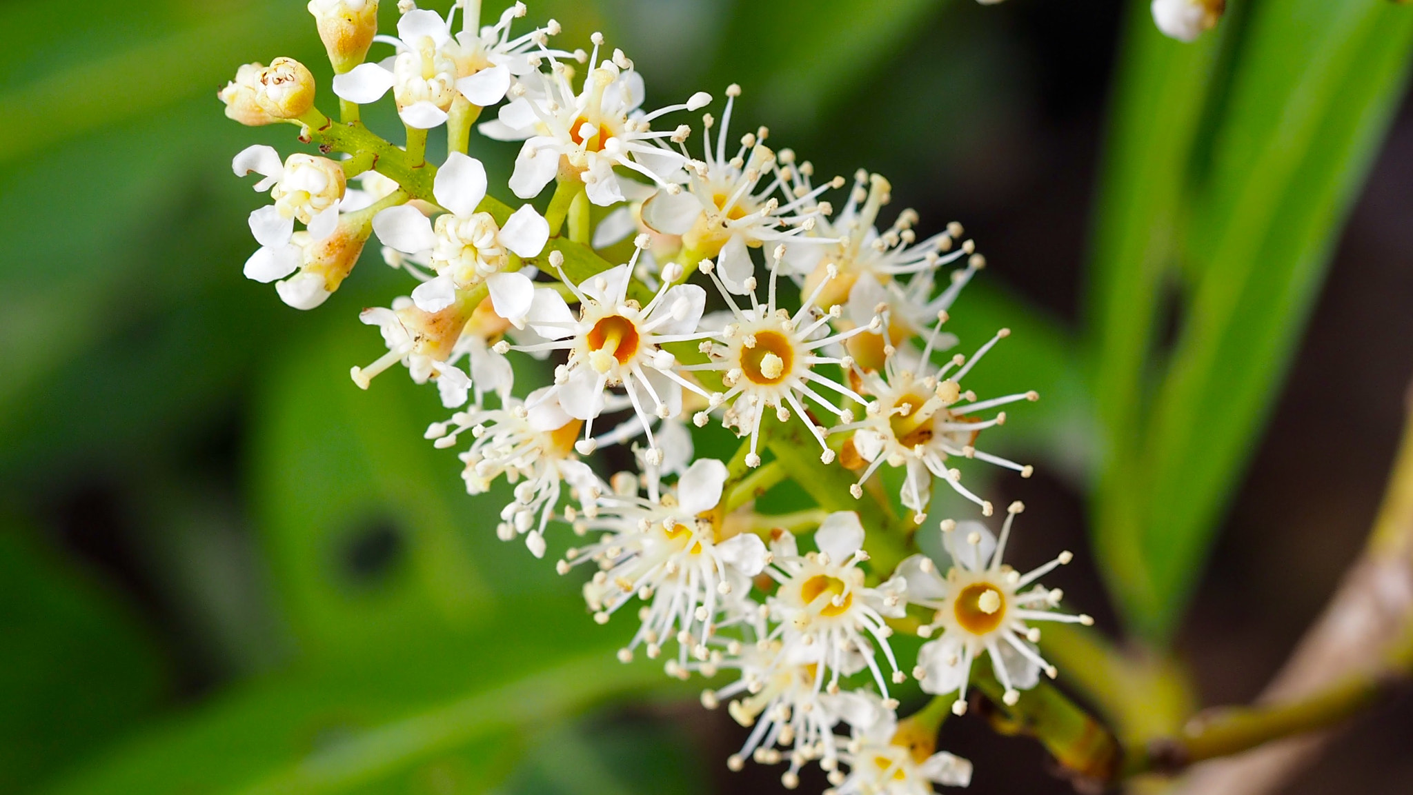 Olympus PEN E-PL7 sample photo. Cherry laurel photography