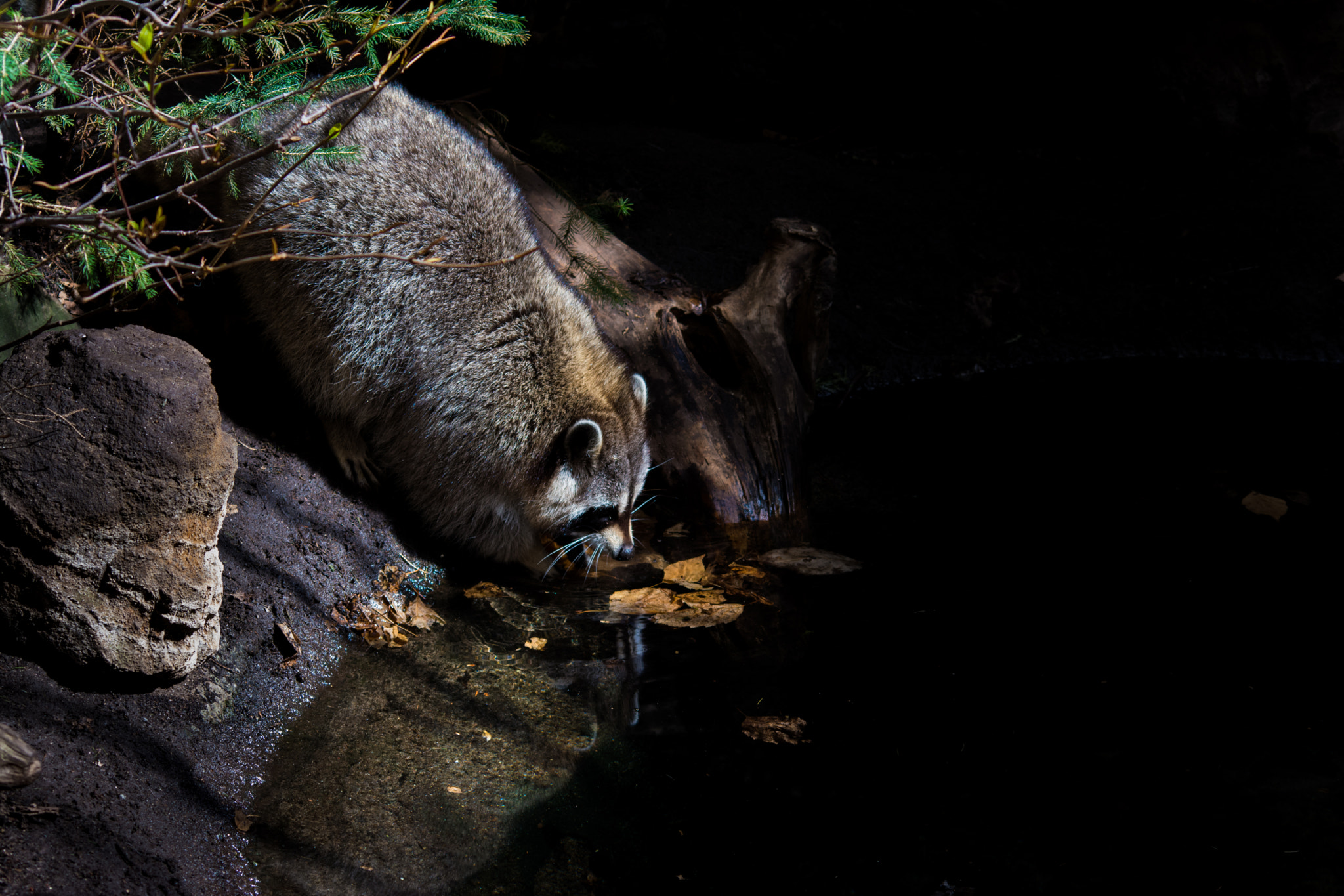 Nikon D5200 + AF Nikkor 70-210mm f/4-5.6 sample photo. Racoon photography