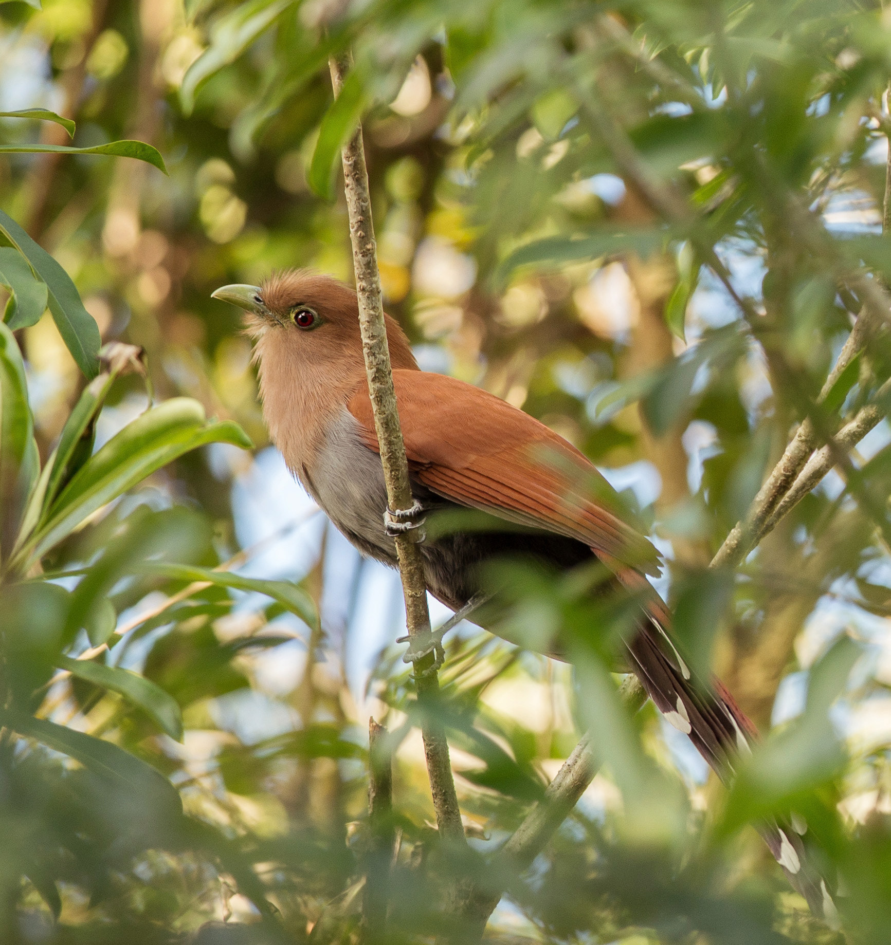 Nikon D4S + Nikon AF-S Nikkor 300mm F4D ED-IF sample photo. Squirrel cuckoo photography