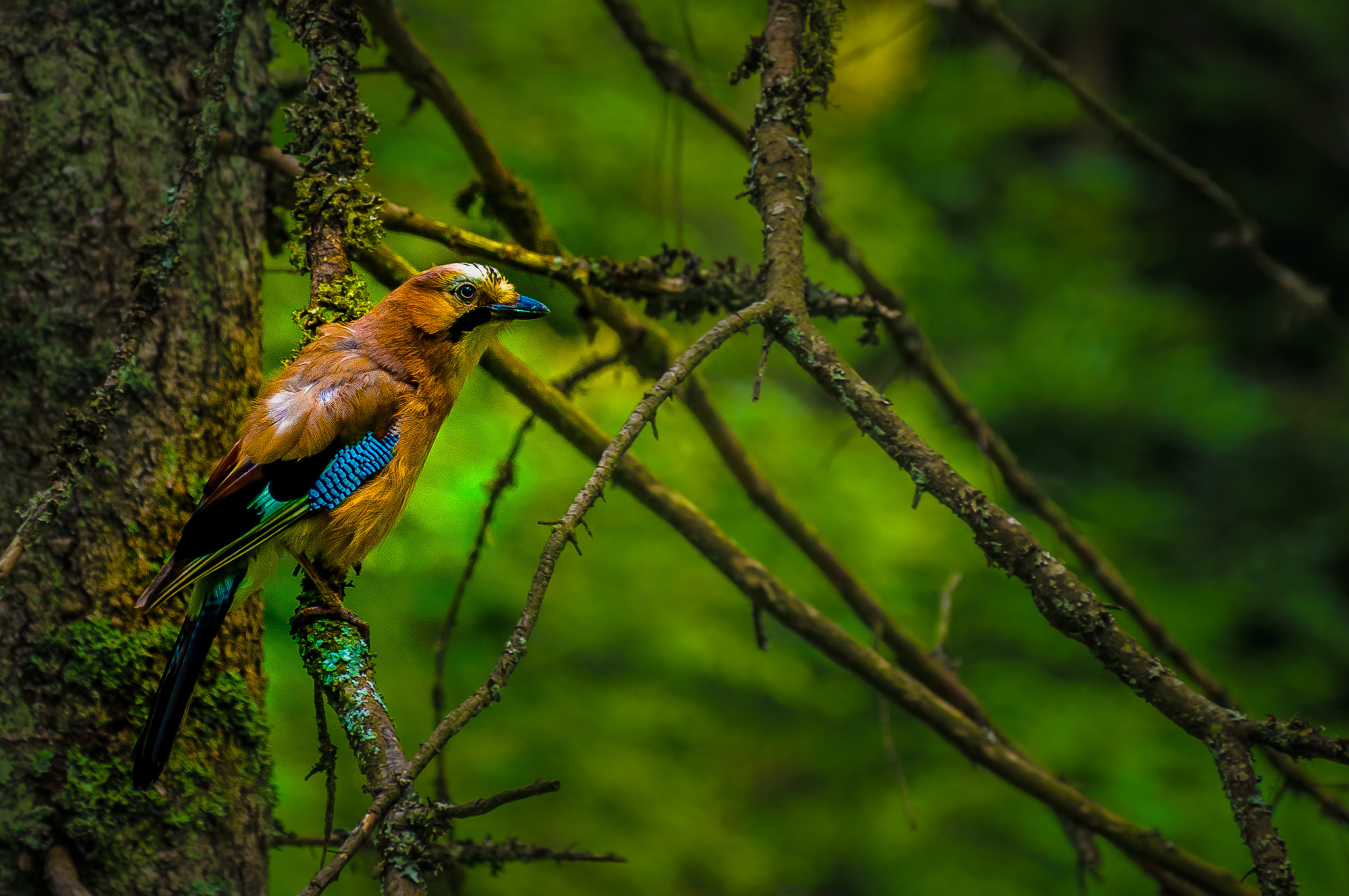 Sigma 18-250mm F3.5-6.3 DC OS HSM sample photo. The jay photography