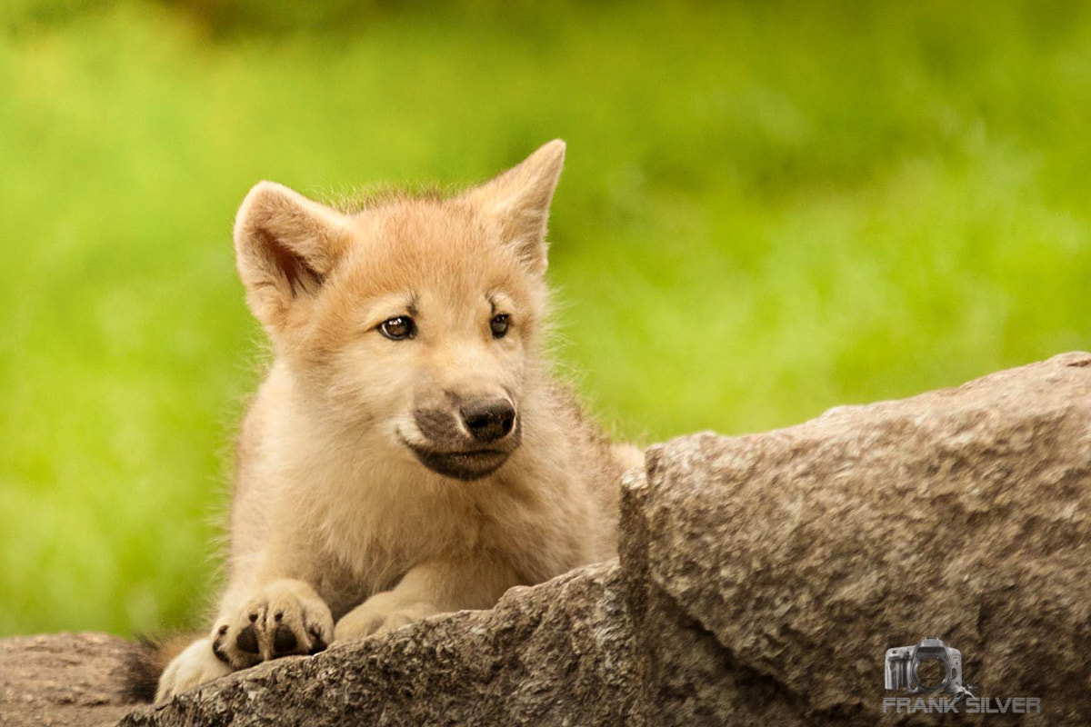 Sigma 70-200mm F2.8 EX DG OS HSM sample photo. Wolf blood photography