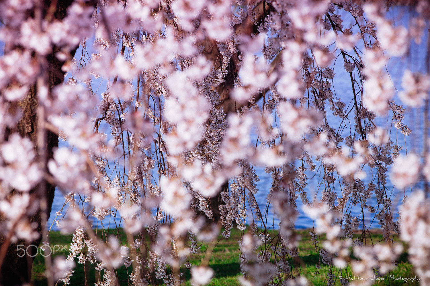 Canon EF 200mm F2.8L II USM sample photo. Matthew chenet photography photography