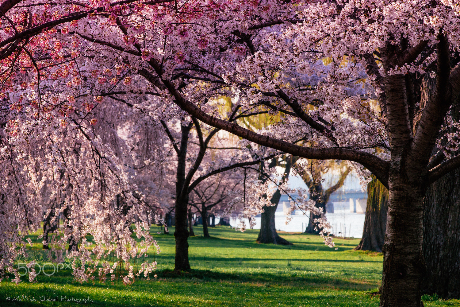 Canon EF 200mm F2.8L II USM sample photo. Matthew chenet photography photography