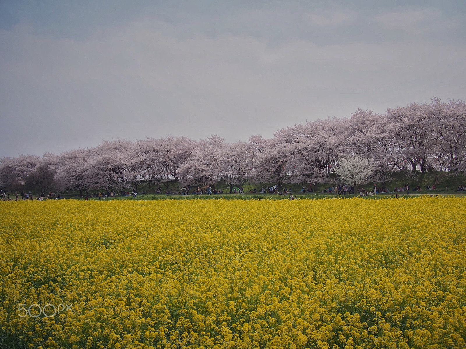 Olympus PEN E-PM2 + LUMIX G 20/F1.7 II sample photo. Sakura line photography