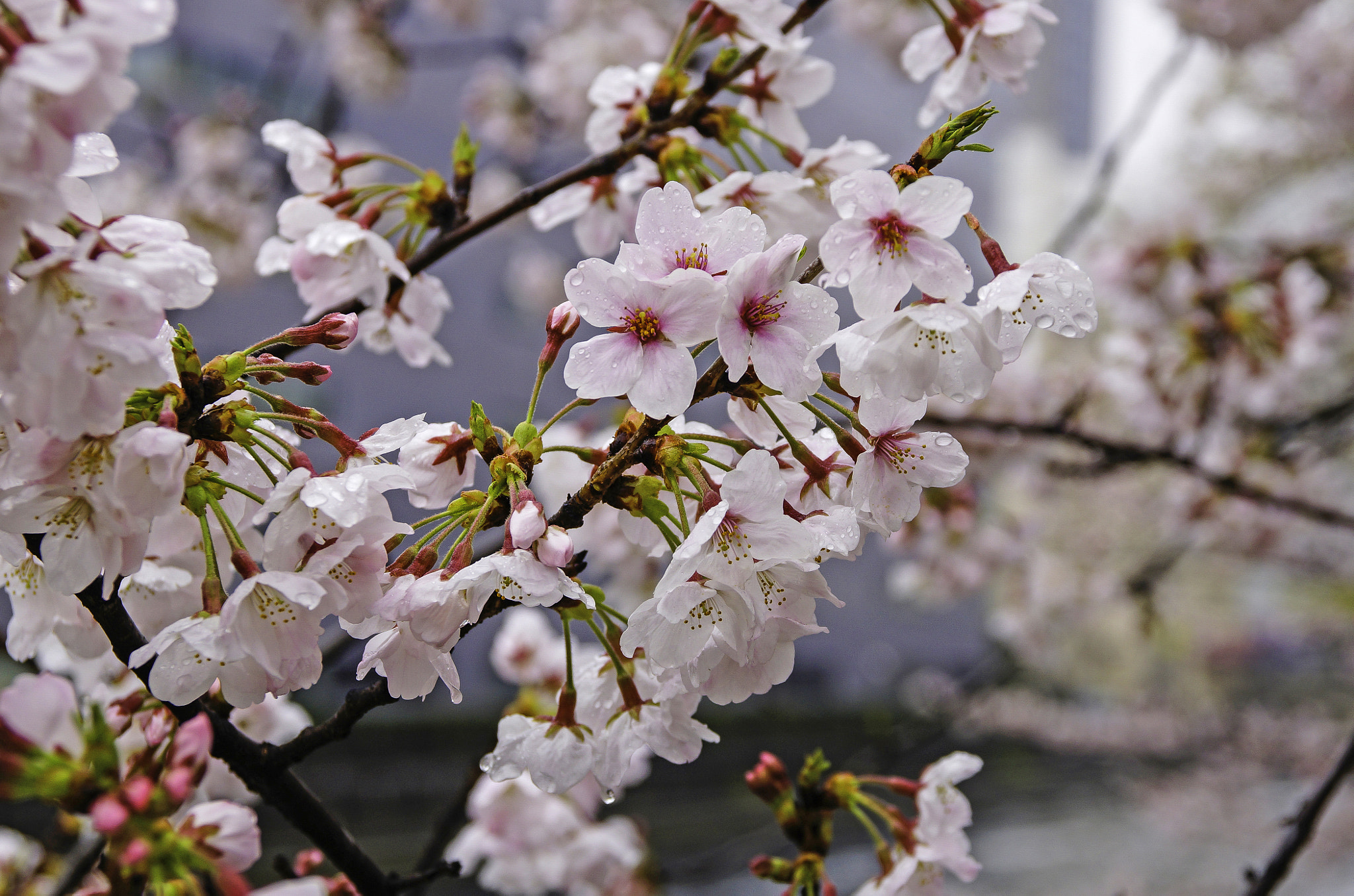 Sigma 17-70mm F2.8-4 DC Macro HSM sample photo. Cherry blossom in tokyo photography