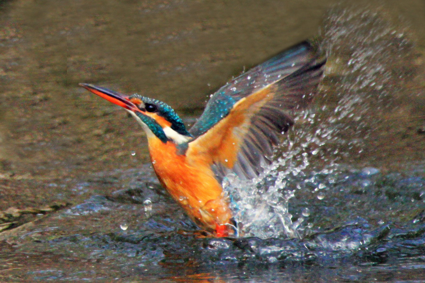 Tamron SP 150-600mm F5-6.3 Di VC USD sample photo. Kingfisher photography