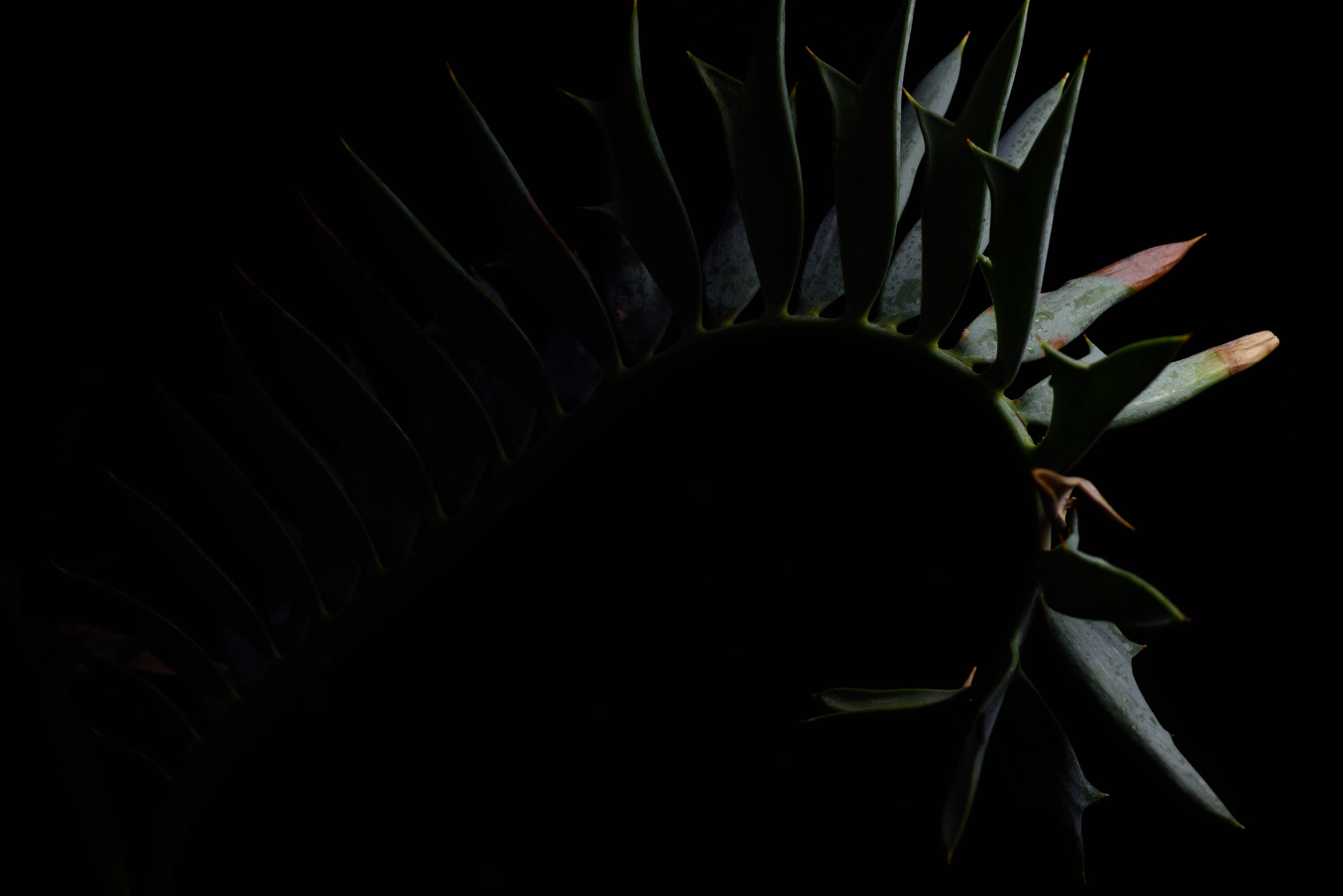 ZEISS Makro-Planar T* 50mm F2 sample photo. Encephalartos horridus photography