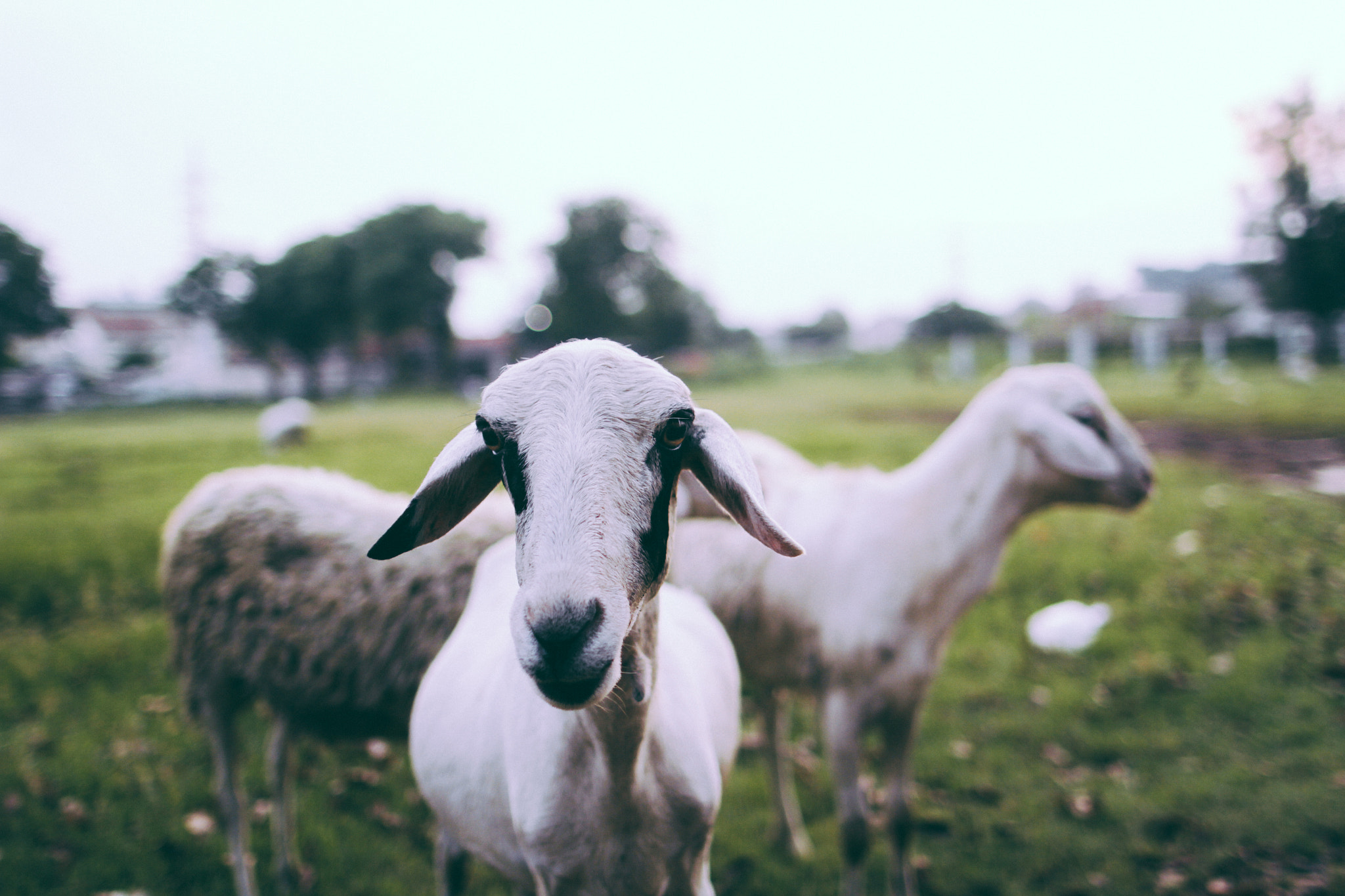 Canon EOS 7D + Canon EF 24mm F1.4L II USM sample photo. Sheeps photography