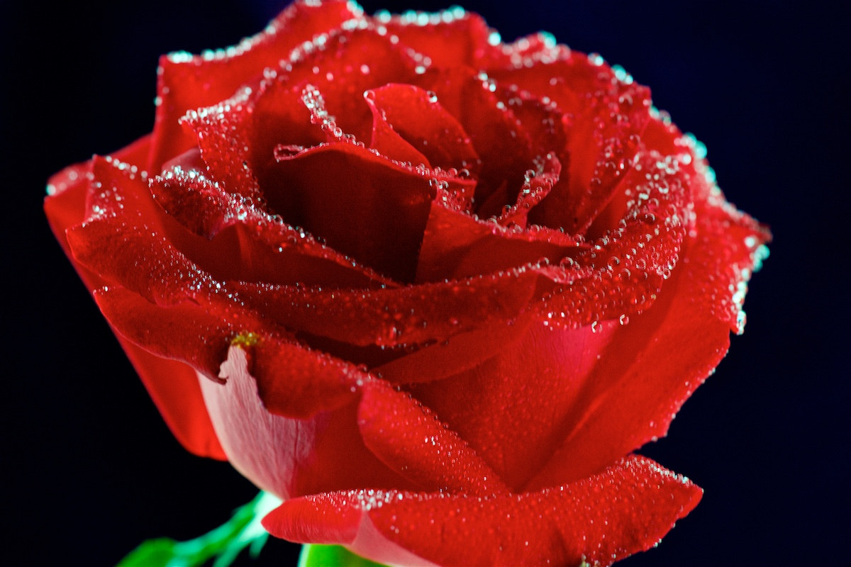 Sony a99 II + Sony 100mm F2.8 Macro sample photo. Cheng fang roses photography