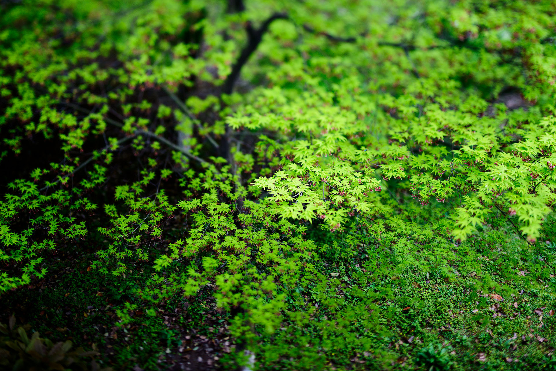 Nikon PC-E Nikkor 45mm F2.8D ED Tilt-Shift sample photo