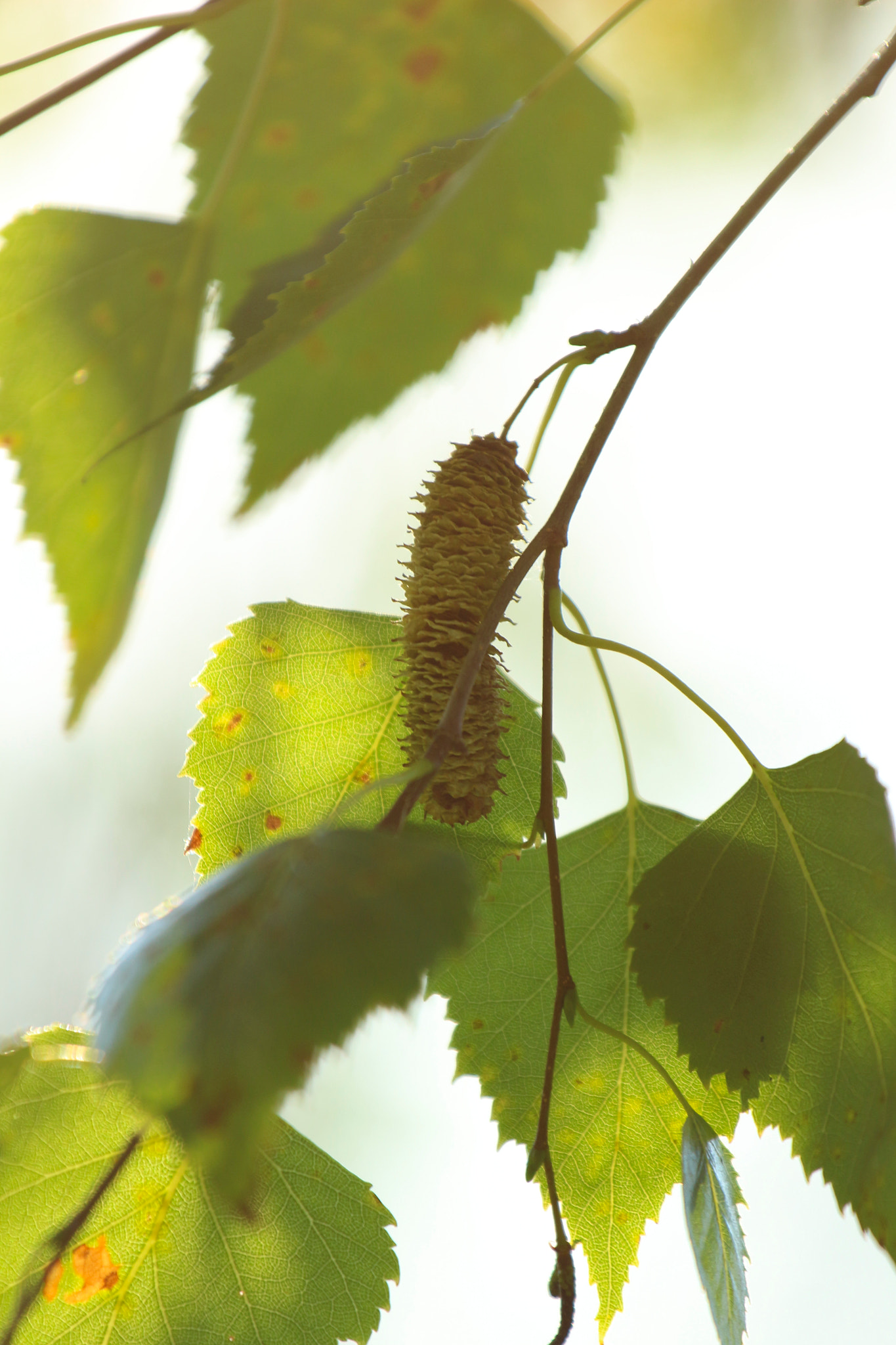 Sigma 70-300mm F4-5.6 APO DG Macro sample photo. D photography