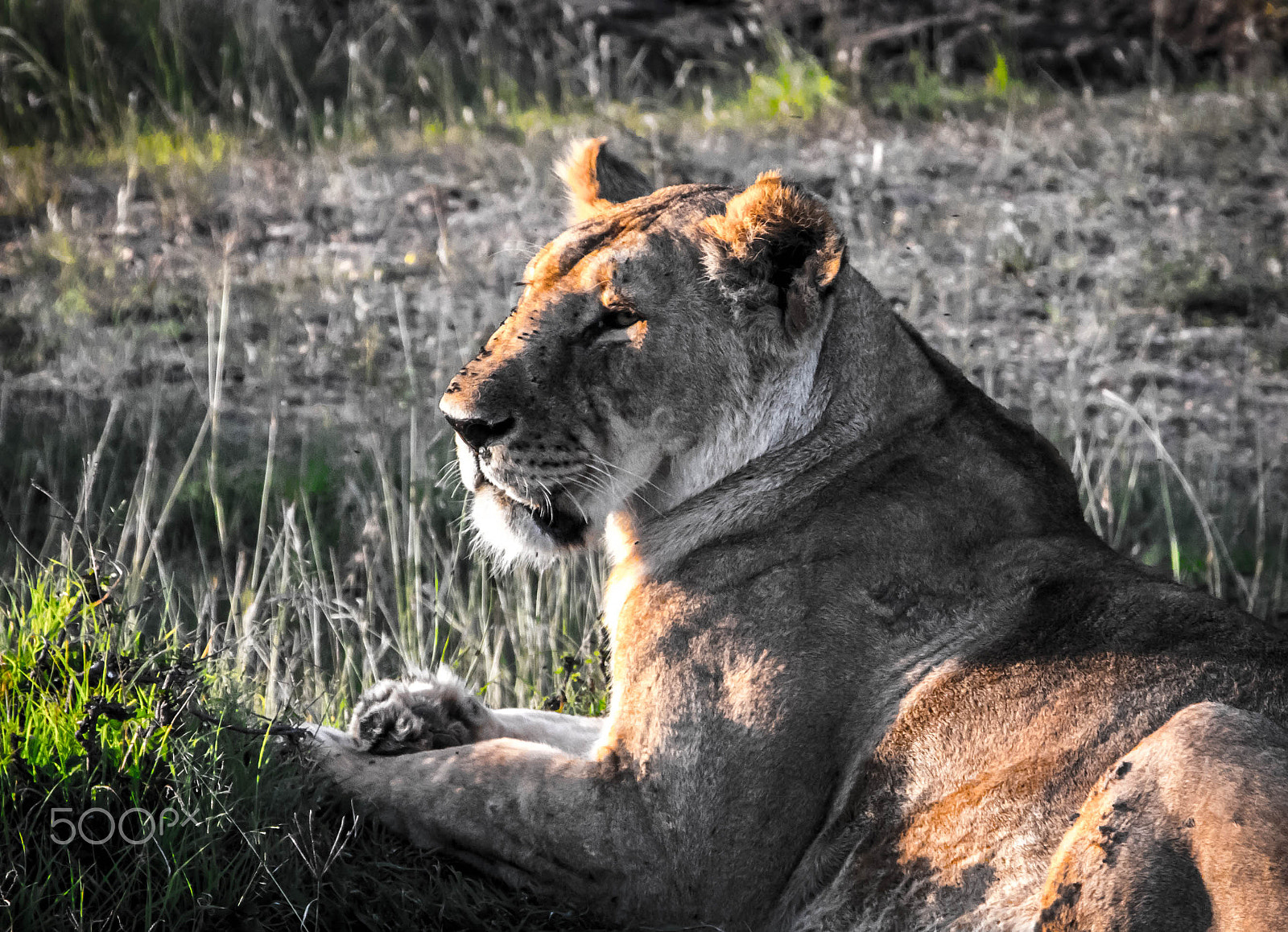 Canon EF-S 18-135mm F3.5-5.6 IS STM sample photo. Maasai mara, kenya, africa 3 photography