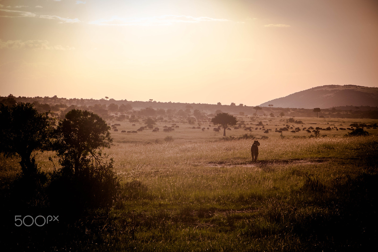 Canon EF-S 18-135mm F3.5-5.6 IS STM sample photo. Maasai mara, kenya, africa 4 photography