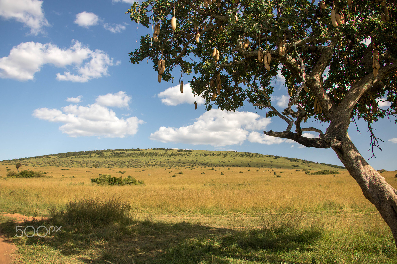 Canon EF-S 18-135mm F3.5-5.6 IS STM sample photo. Maasai mara, kenya, africa 2 photography