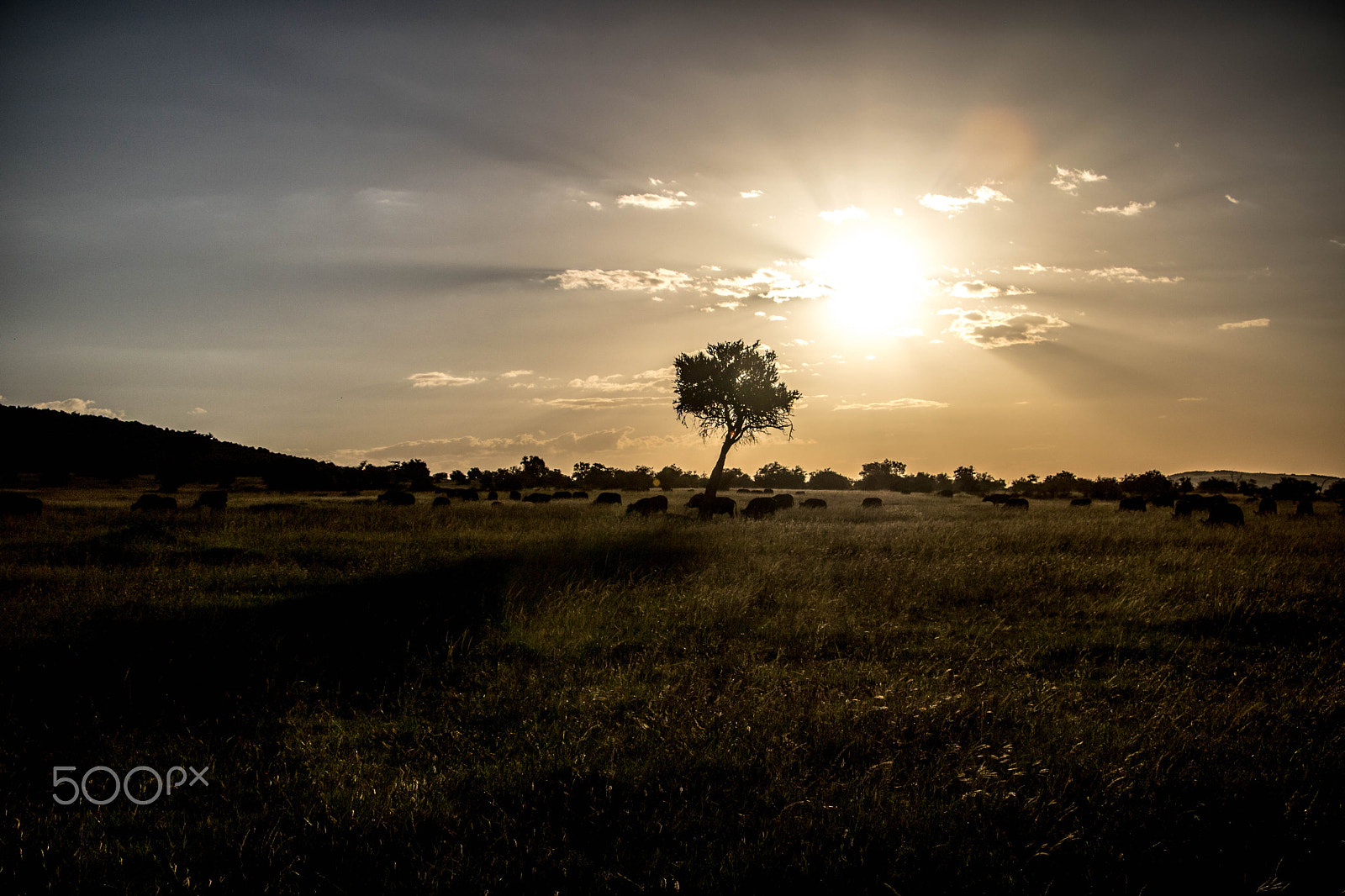 Canon EF-S 18-135mm F3.5-5.6 IS STM sample photo. Maasai mara, kenya, africa 5 photography