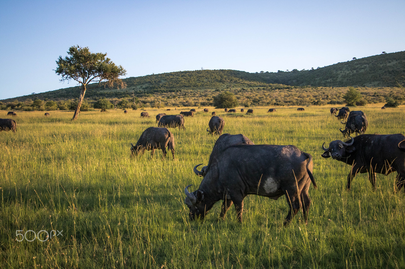 Canon EF-S 18-135mm F3.5-5.6 IS STM sample photo. Maasai mara, kenya, africa 6 photography