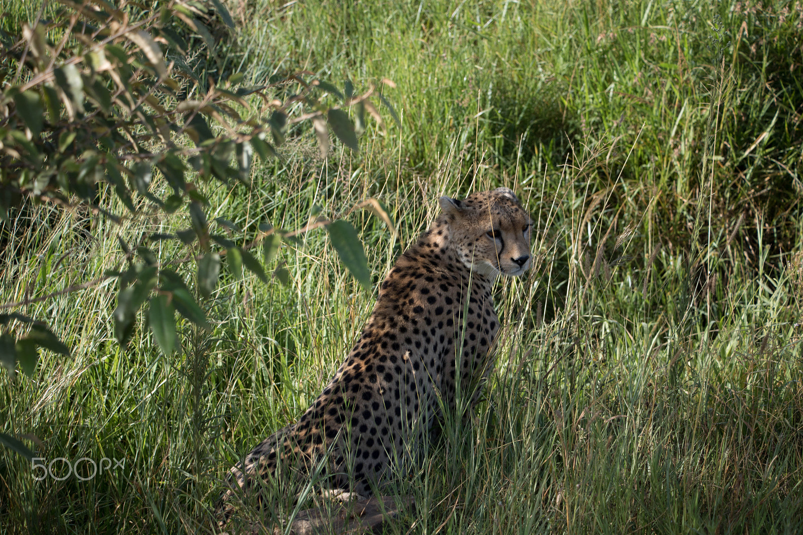 Canon EF-S 18-135mm F3.5-5.6 IS STM sample photo. Maasai mara, kenya, africa 8 photography