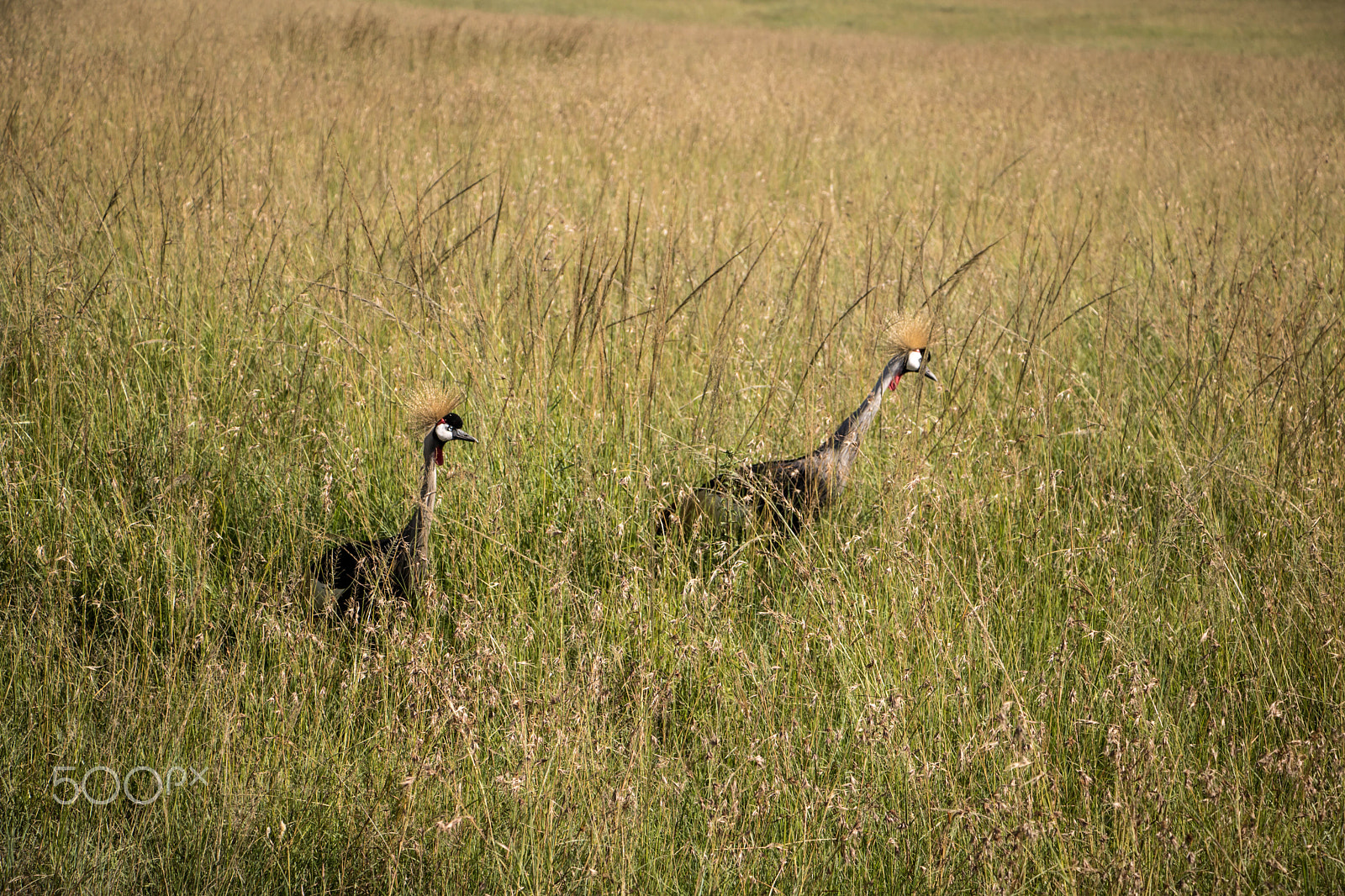 Canon EF-S 18-135mm F3.5-5.6 IS STM sample photo. Maasai mara, kenya, africa 10 photography