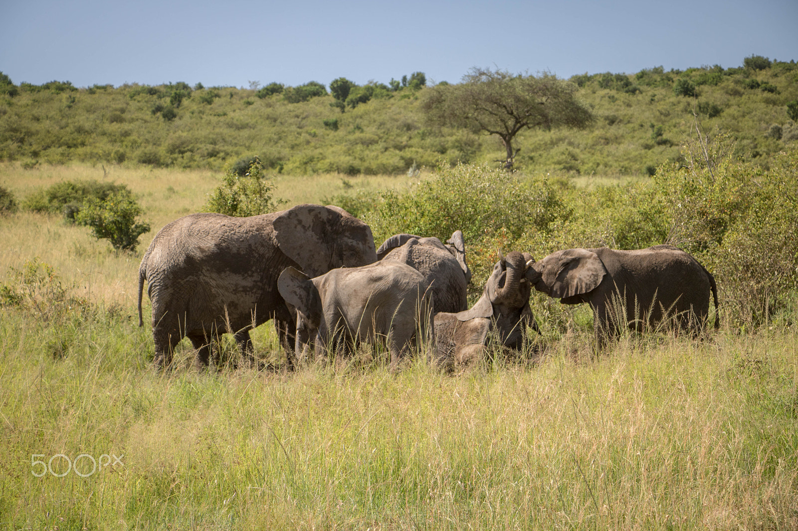 Canon EF-S 18-135mm F3.5-5.6 IS STM sample photo. Maasai mara, kenya, africa 12 photography