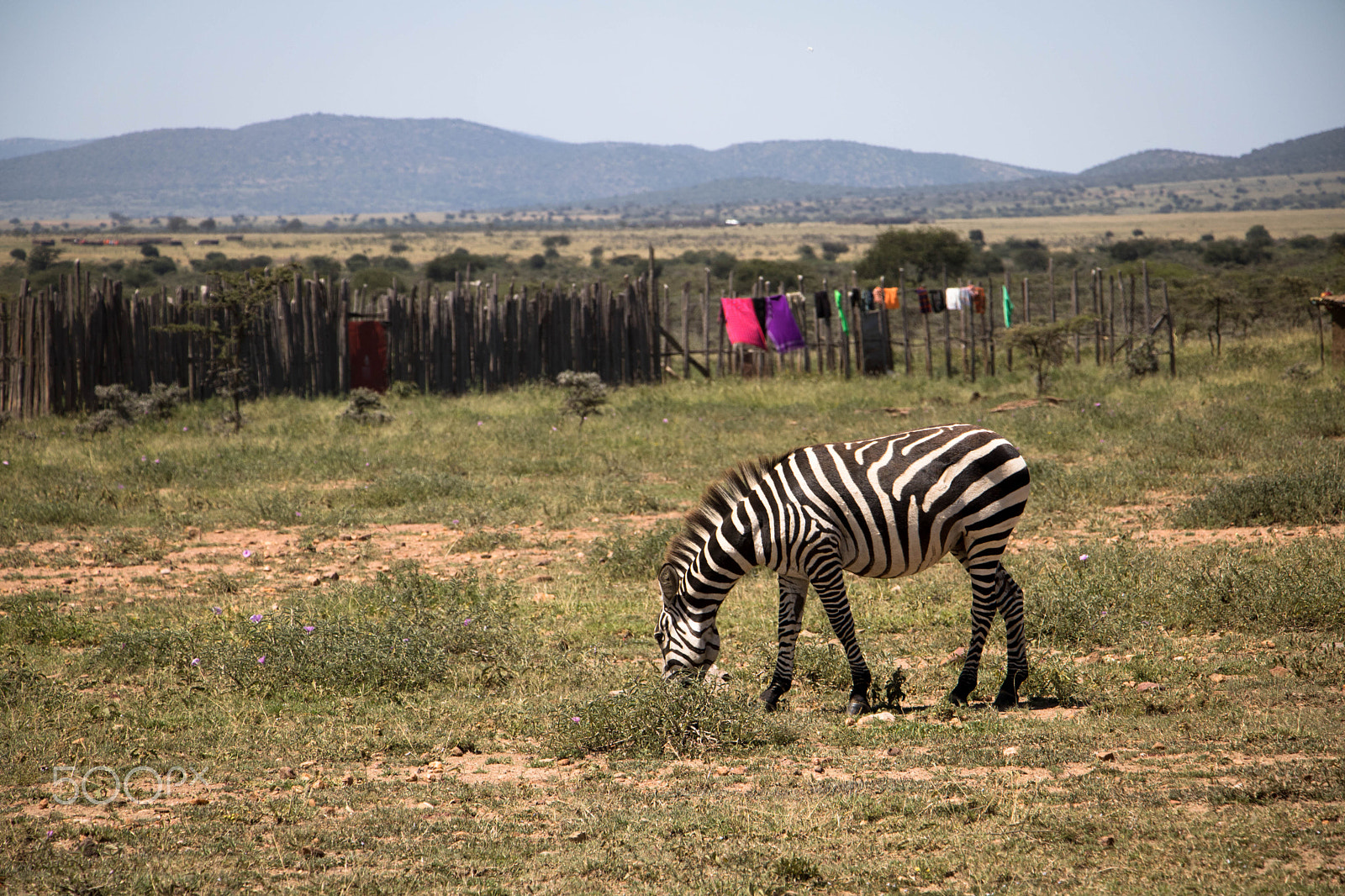 Canon EF-S 18-135mm F3.5-5.6 IS STM sample photo. Maasai mara, kenya, africa 13 photography