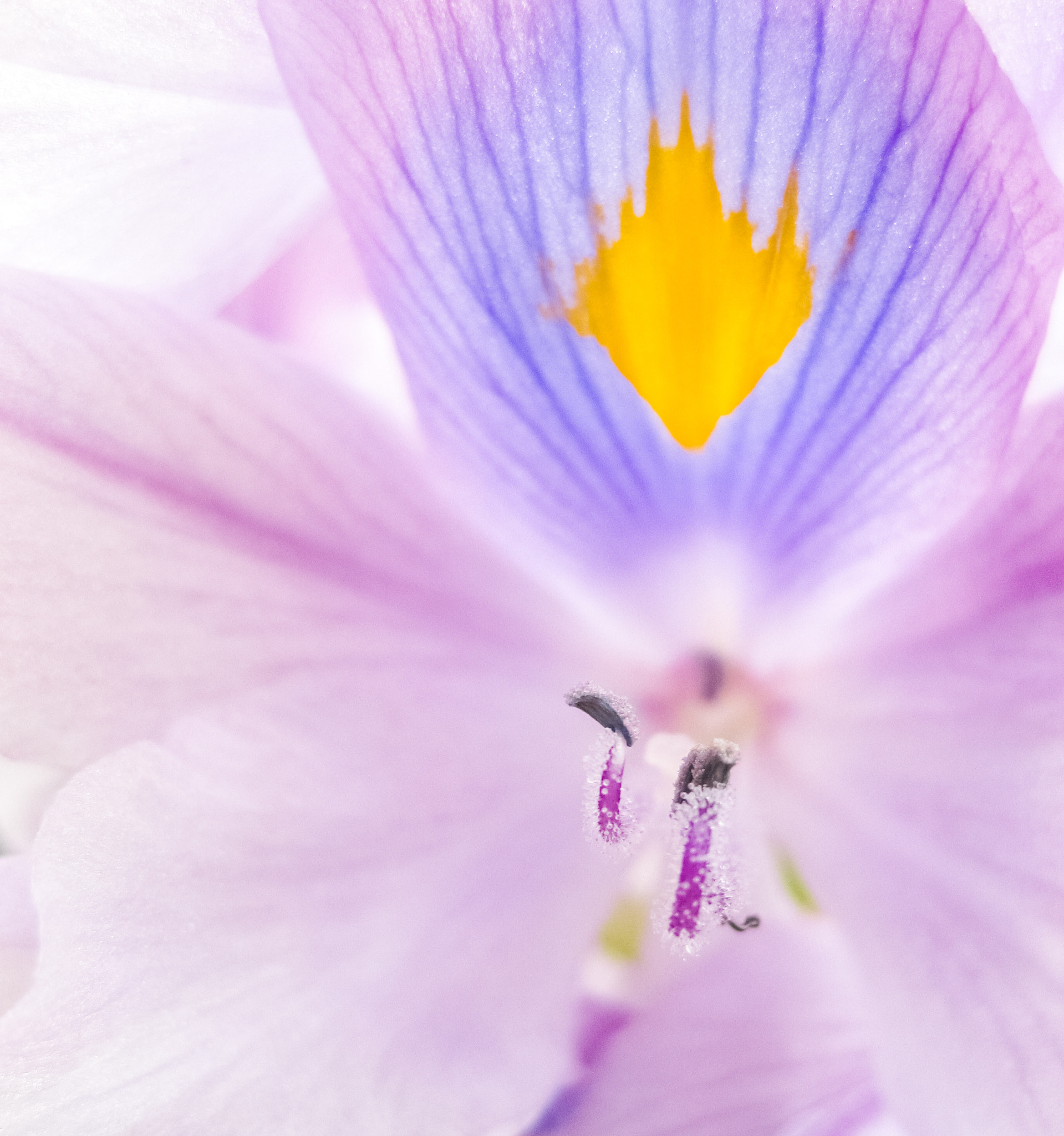 Canon PowerShot SD770 IS (Digital IXUS 85 IS / IXY Digital 25 IS) sample photo. Eceng gondok flower. photography
