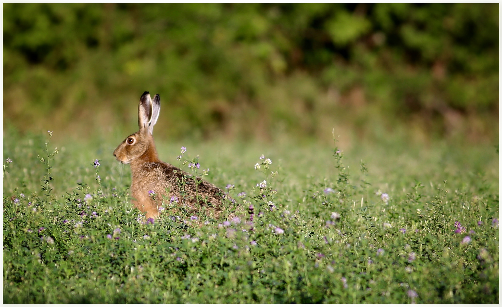 Canon EOS 6D + Canon EF 400mm F5.6L USM sample photo. In the field photography