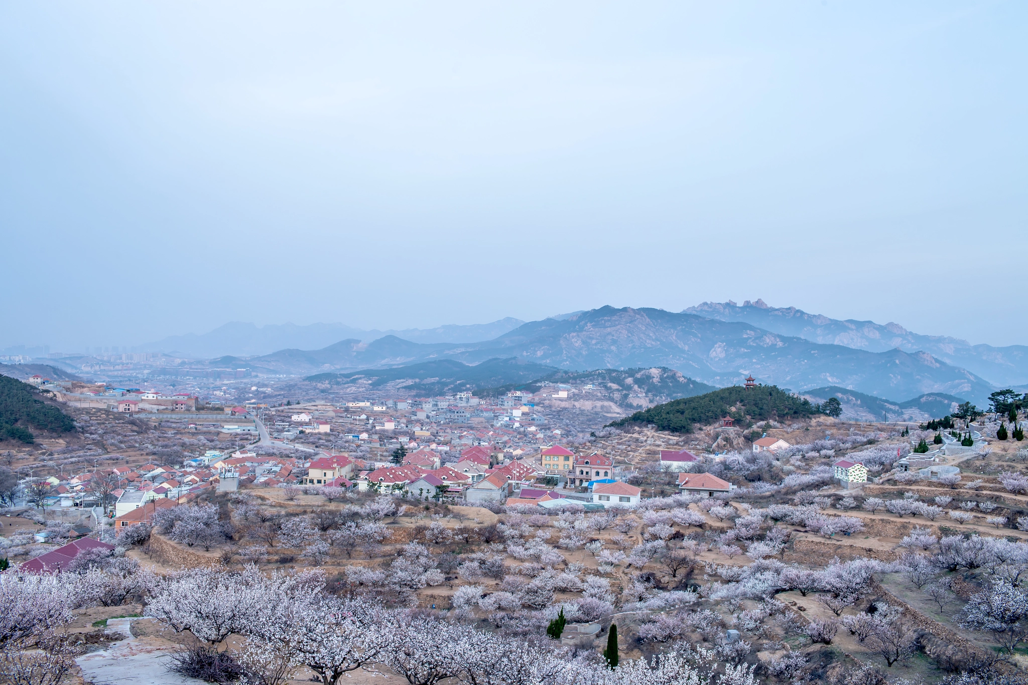 Canon EOS-1D X + Canon EF 35mm F1.4L USM sample photo. 樱桃好吃，花也好看 photography