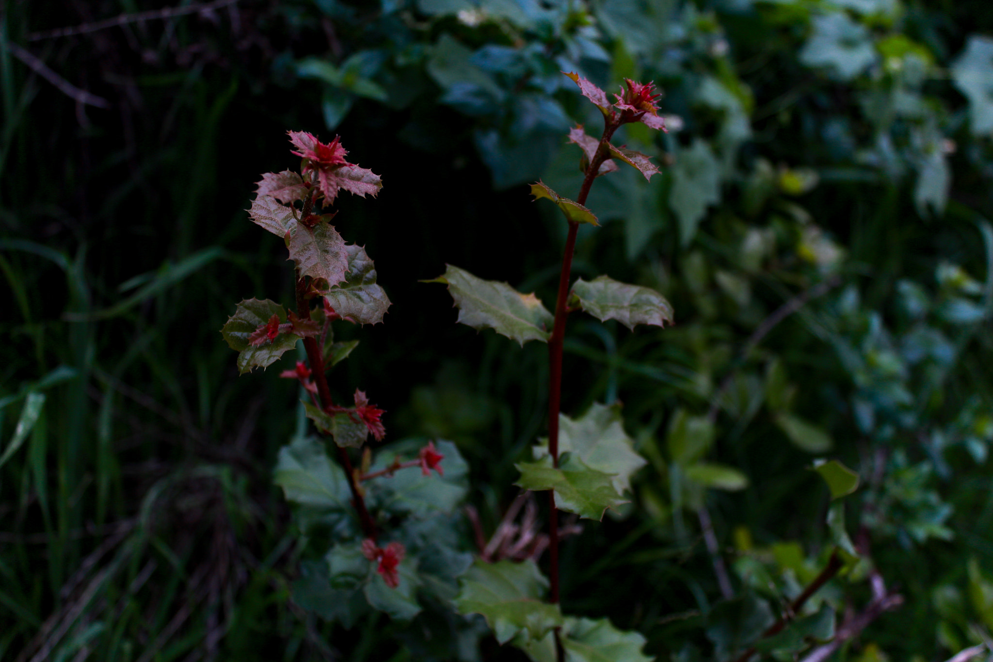 Canon EOS 650D (EOS Rebel T4i / EOS Kiss X6i) sample photo. Dance of the unique photography
