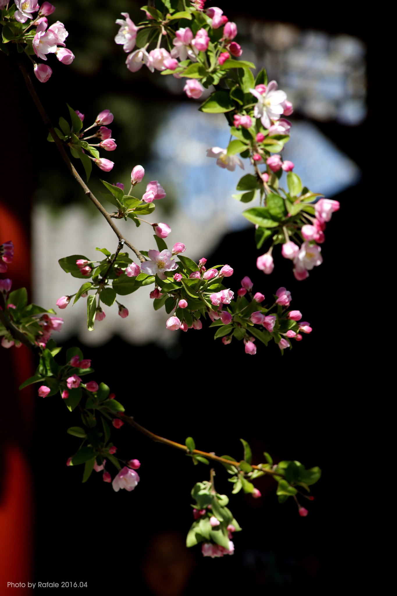 Canon EF 70-210mm f/3.5-4.5 USM sample photo
