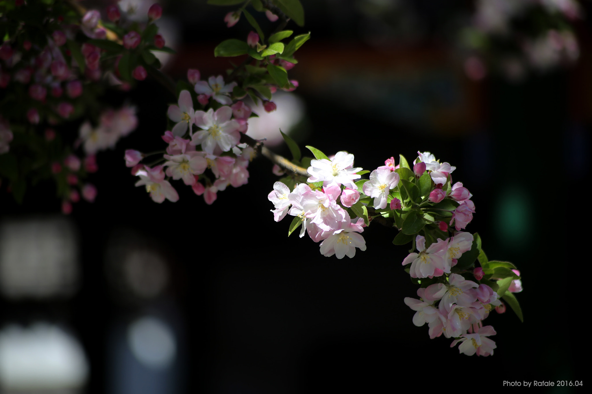 Canon EF 70-210mm f/3.5-4.5 USM sample photo