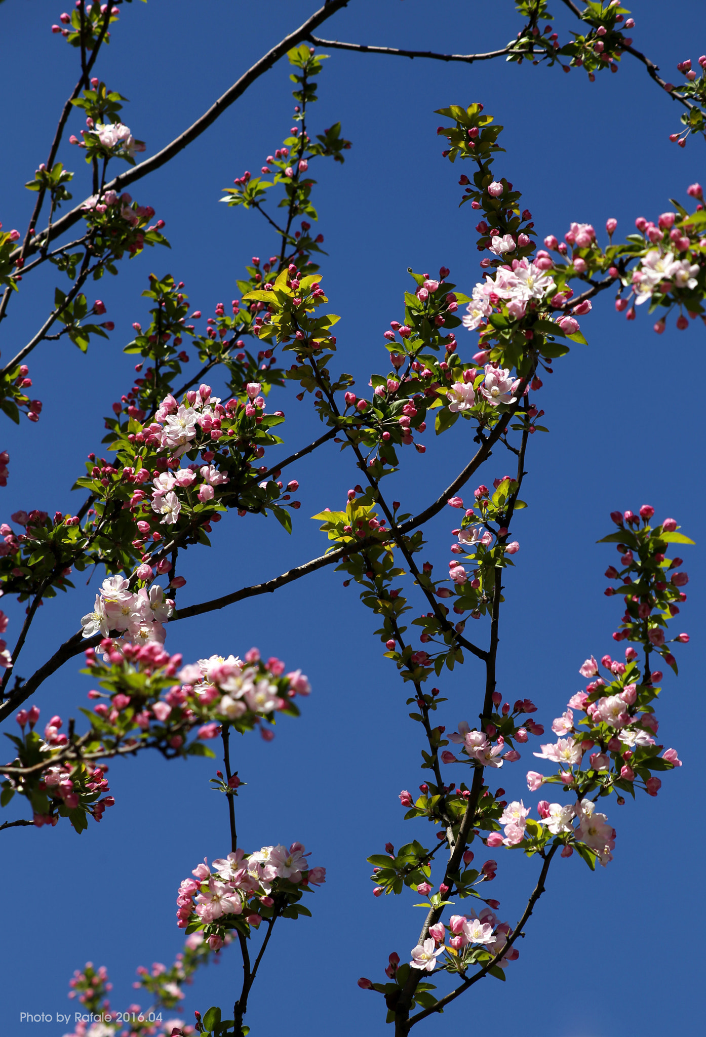 Canon EF 70-210mm f/3.5-4.5 USM sample photo