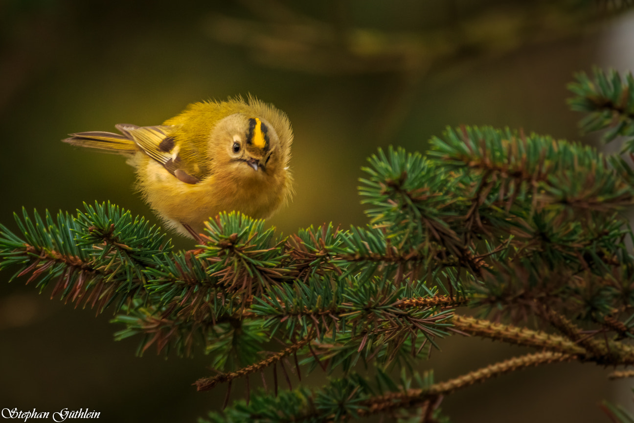 Sigma 150-600mm F5-6.3 DG OS HSM | C sample photo. A really cute one photography