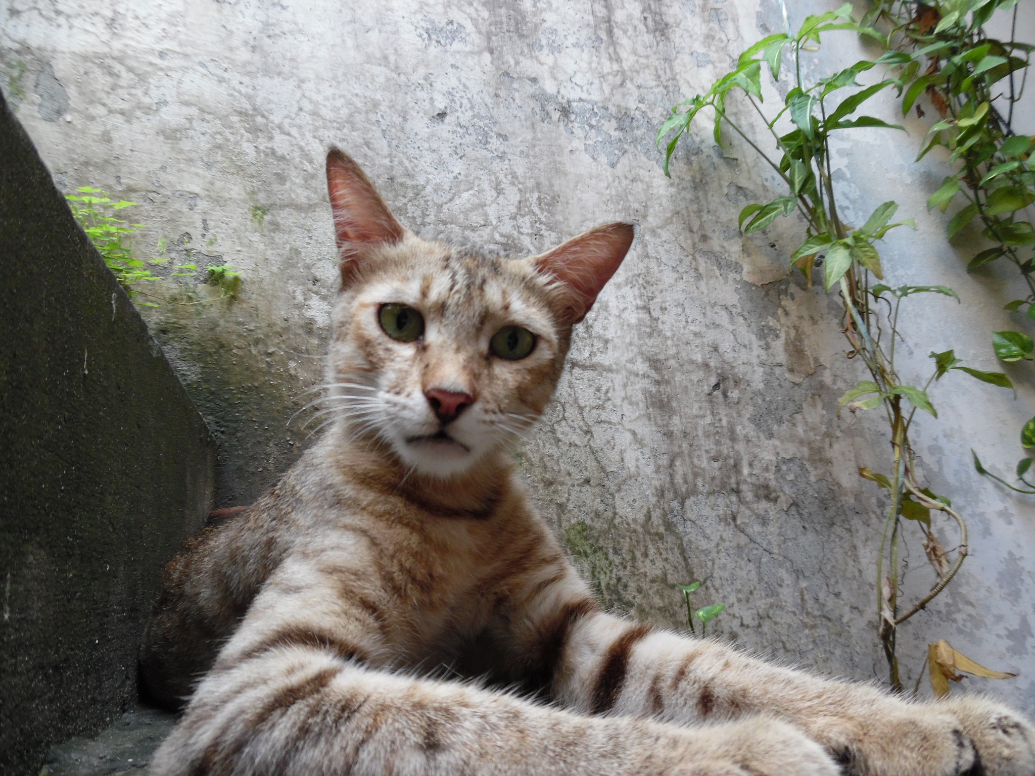 Samsung WB35F/WB36F/WB37F sample photo. Cat-ion photography