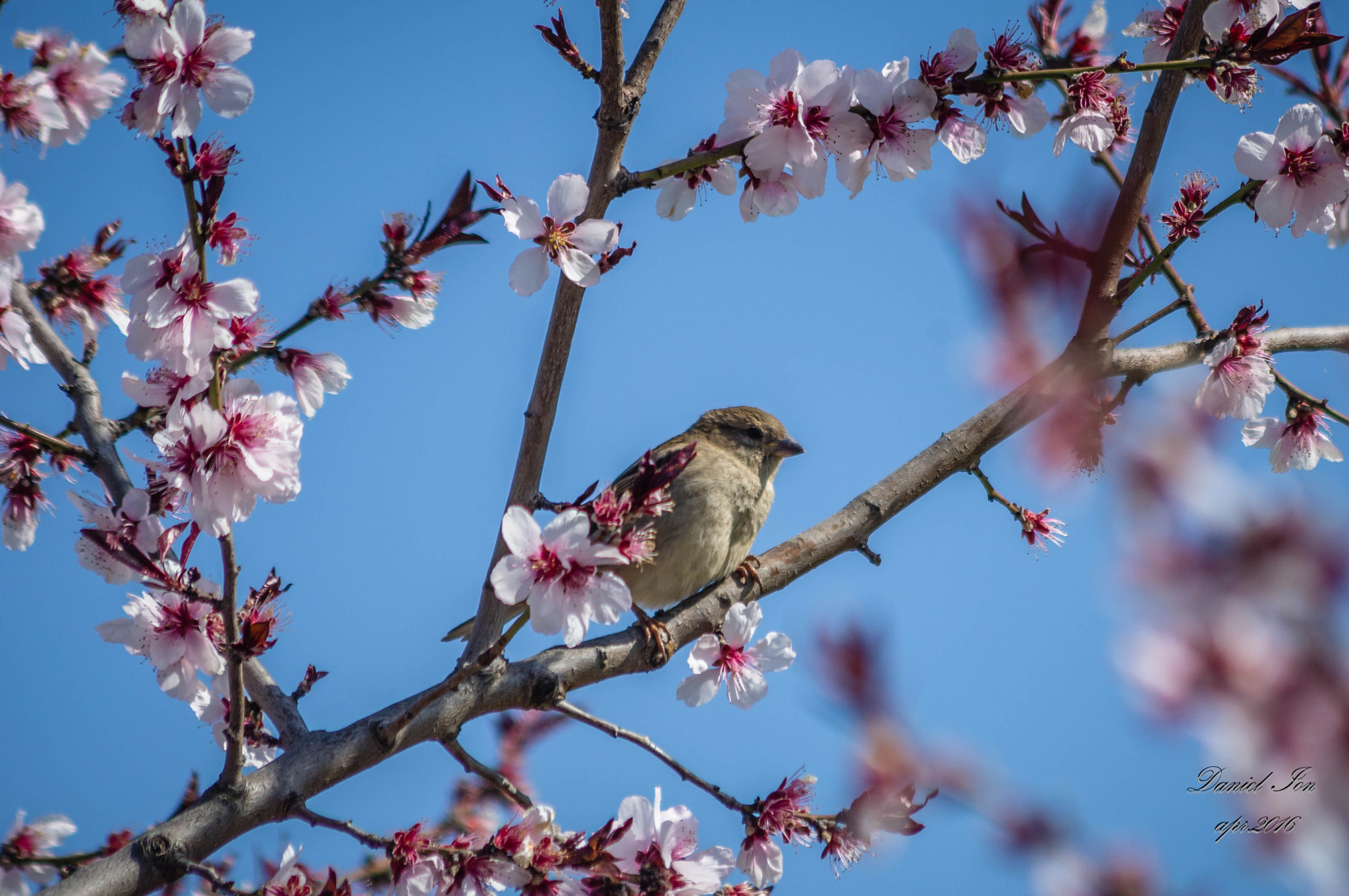 Pentax K-x sample photo. Passer domesticus photography