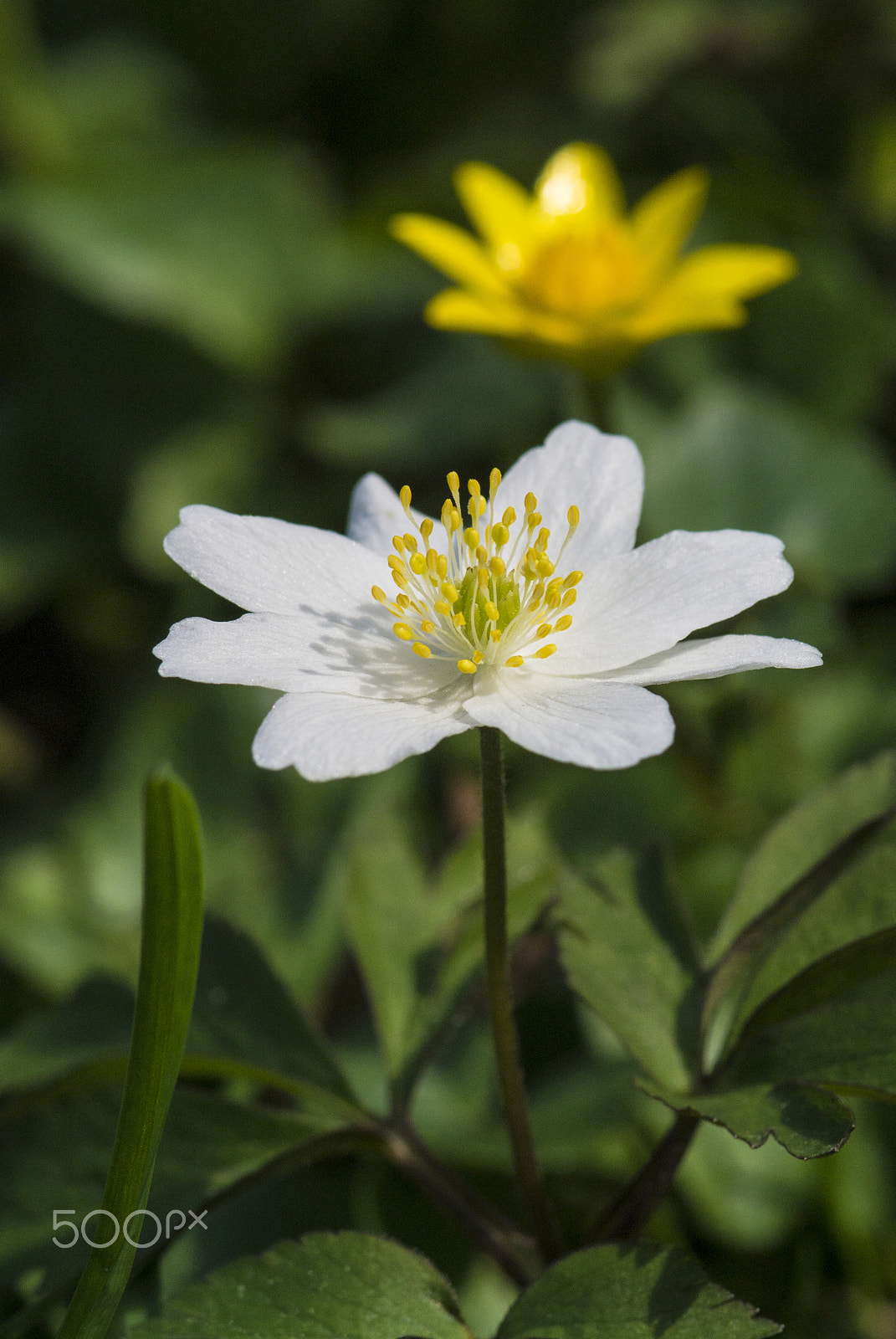 Nikon 1 V1 sample photo. Green yellow white photography