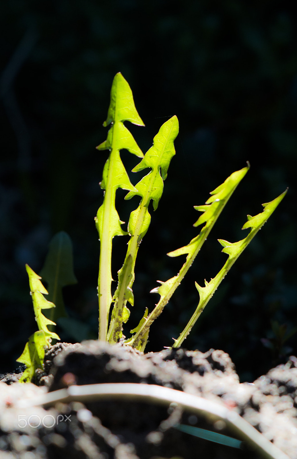 Nikon 1 V1 sample photo. Dandelion photography
