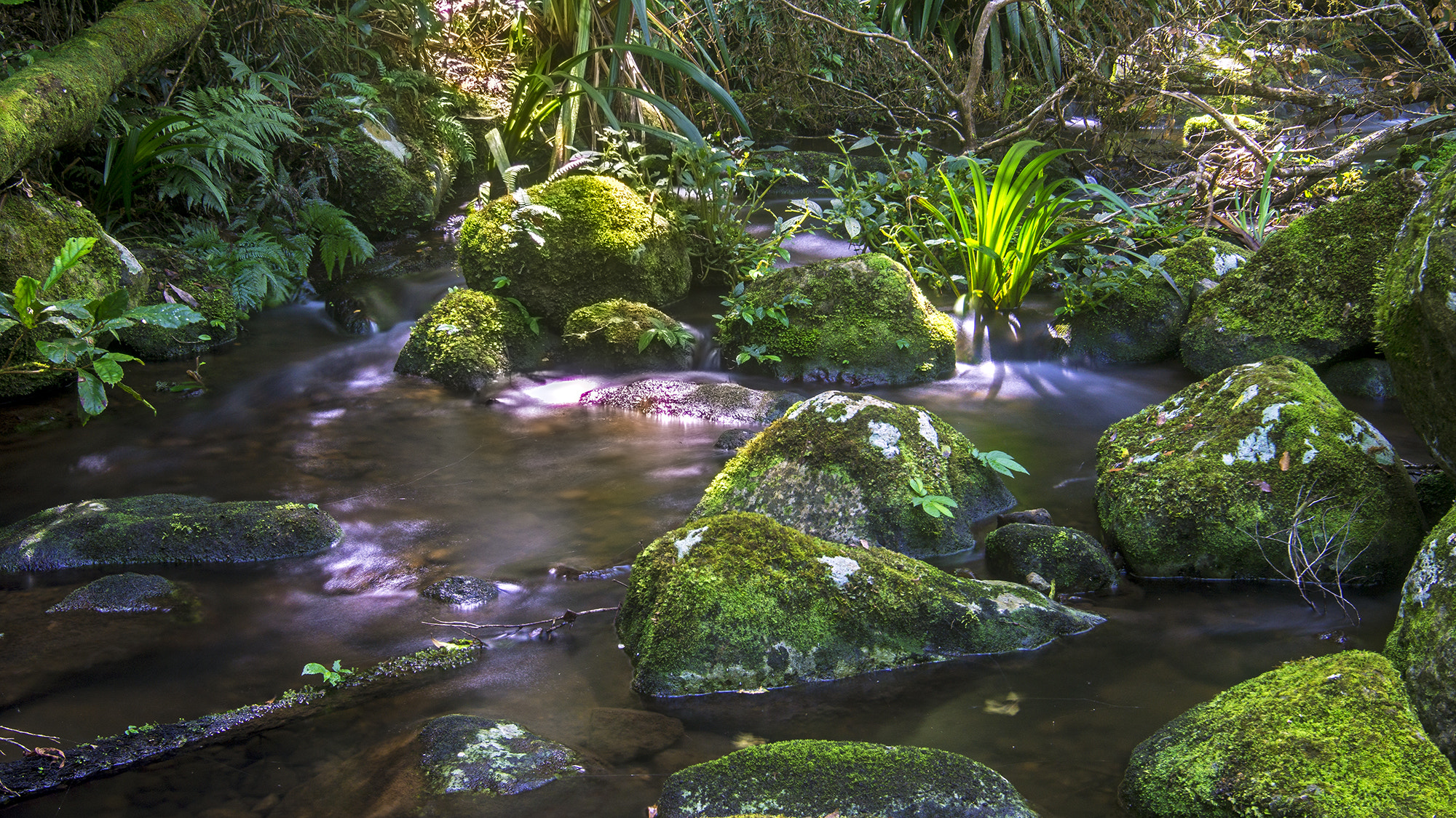 Sony a6000 + Minolta AF 17-35mm F2.8-4 (D) sample photo. Brindle creek photography