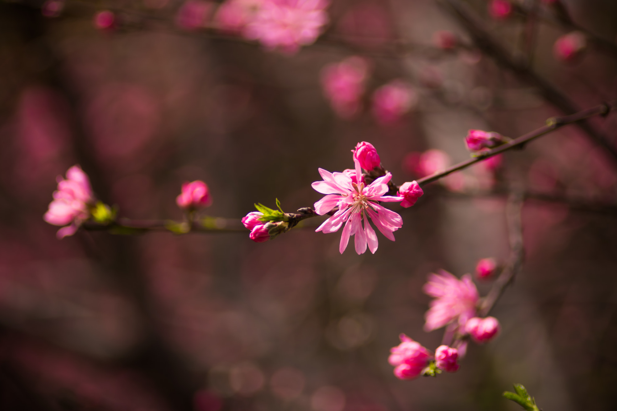 Nikon D610 + Nikon AF Nikkor 180mm F2.8D ED-IF sample photo. Flower photography