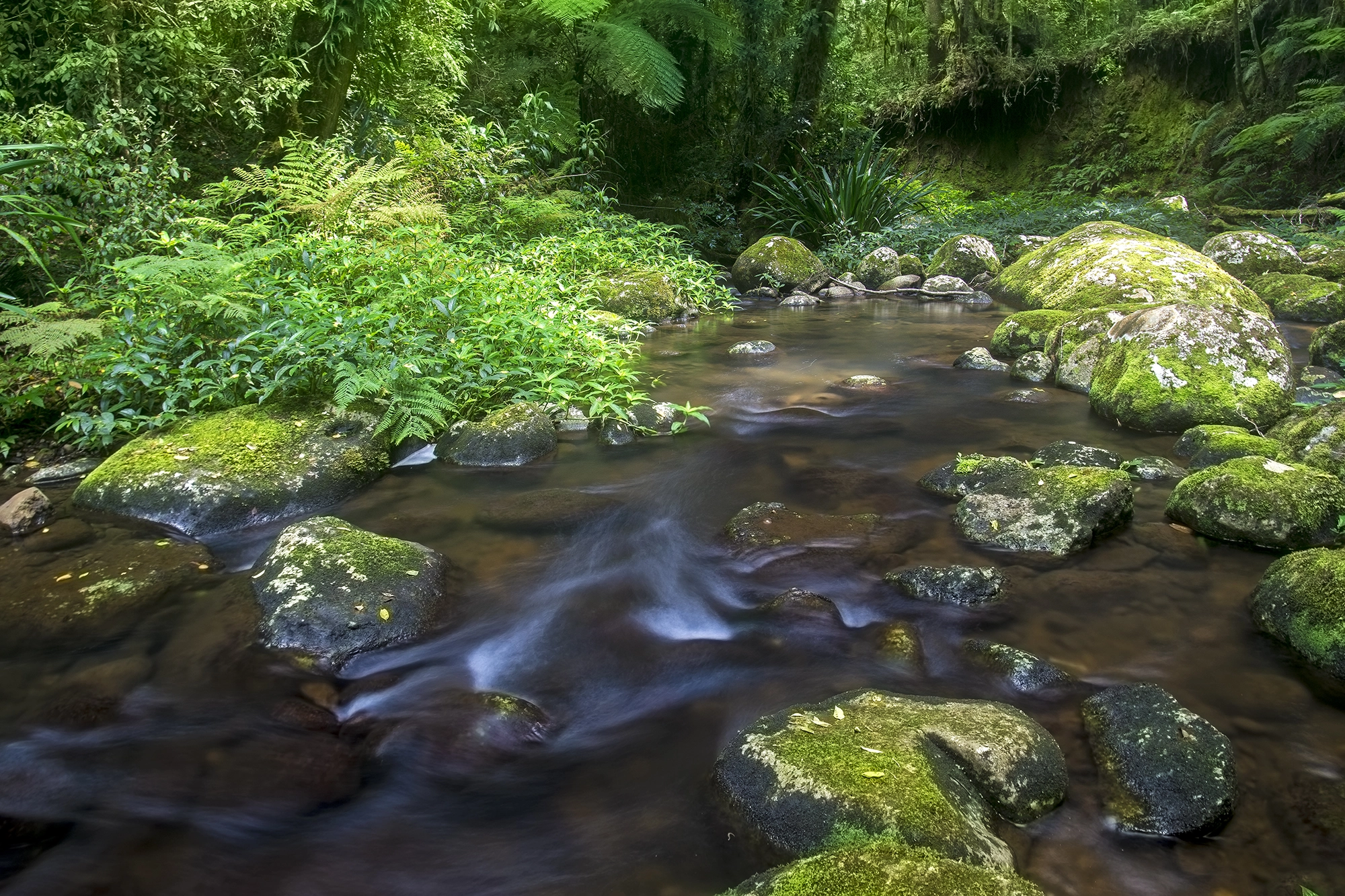 Sony a6000 + Minolta AF 17-35mm F2.8-4 (D) sample photo. Brindle creek photography