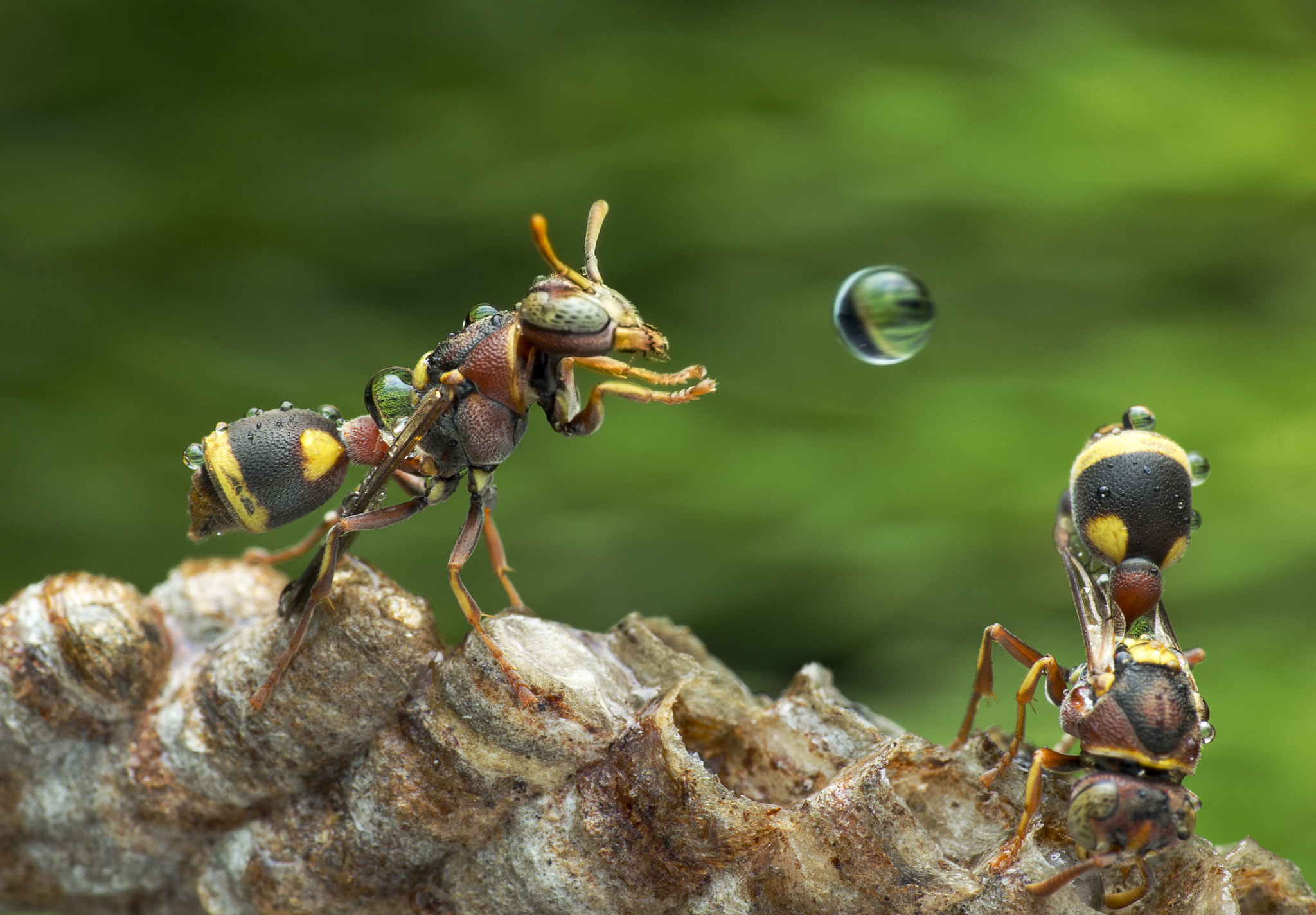 Canon EOS 60D + Canon EF 100mm F2.8 Macro USM sample photo. Wasp blowing water droplet photography