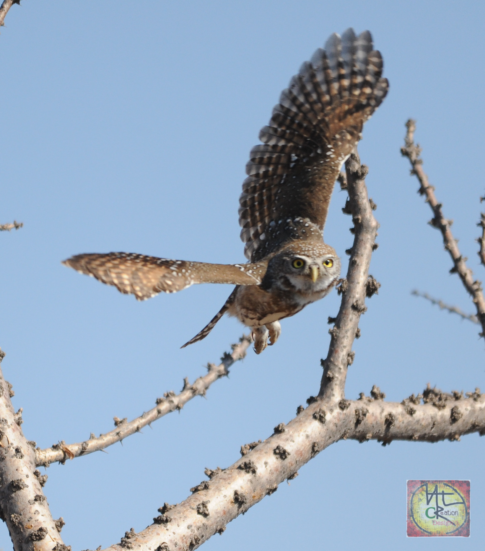 Sigma 150-500mm F5-6.3 DG OS HSM sample photo