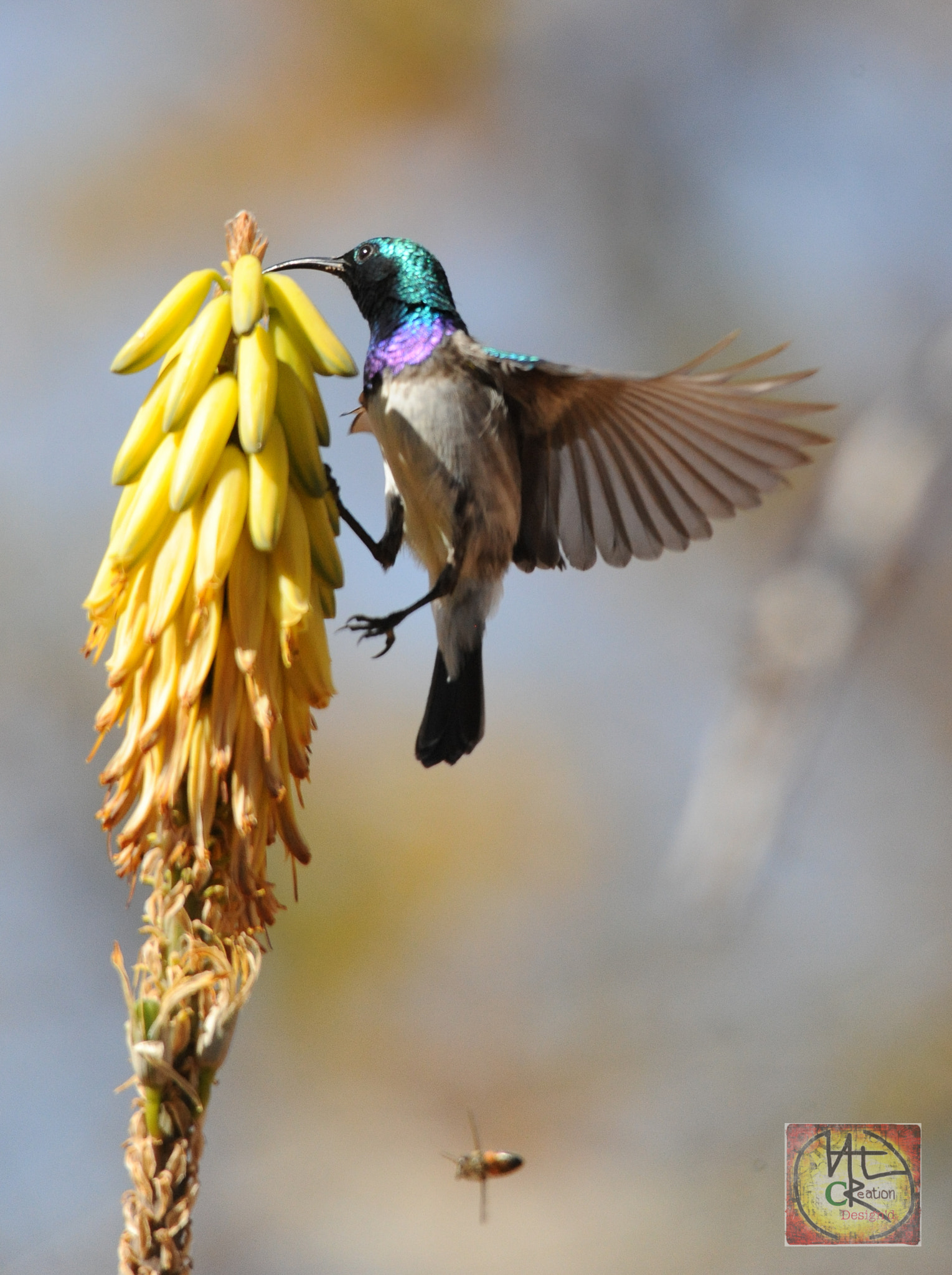 Sigma 150-500mm F5-6.3 DG OS HSM sample photo
