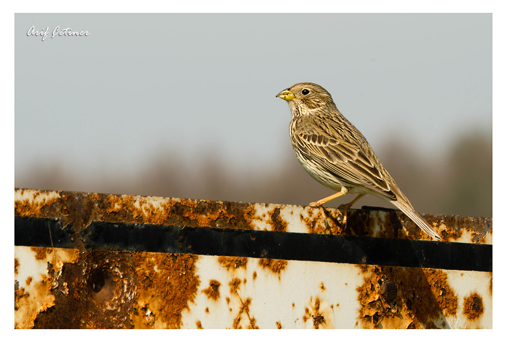 Sigma 120-400mm F4.5-5.6 DG OS HSM sample photo. ... photography