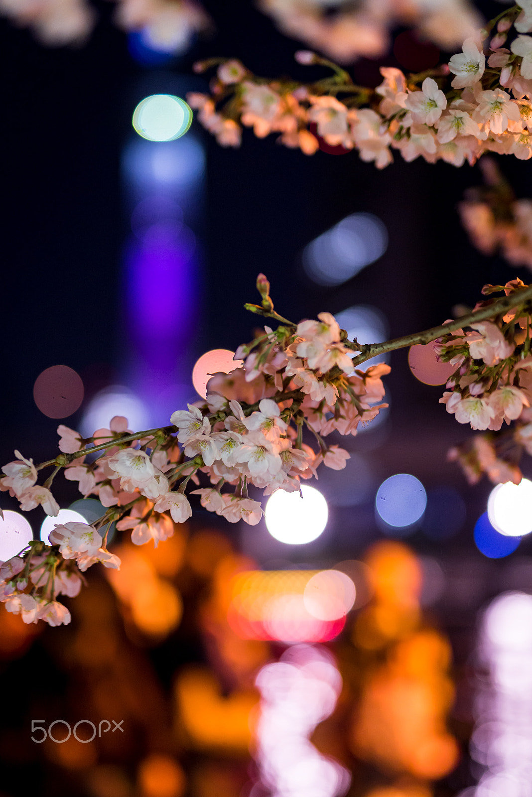 Nikon D600 + Sigma 50mm F1.4 DG HSM Art sample photo. Sakura at sky tree - tokyo photography