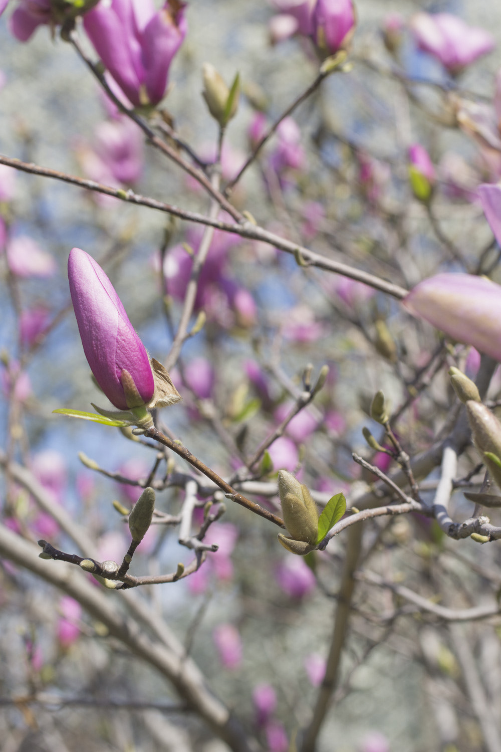 Sony a6000 + Canon EF 50mm F2.5 Macro sample photo. The daily percyscope 006 photography
